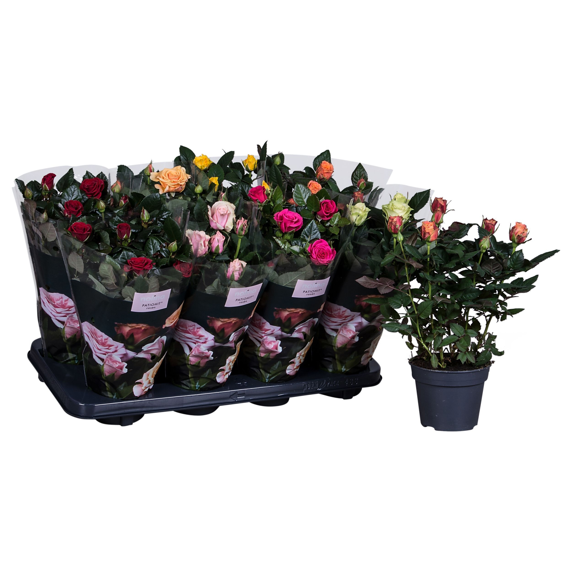 Nolina Roses Ø 13 cm Mix, D 13