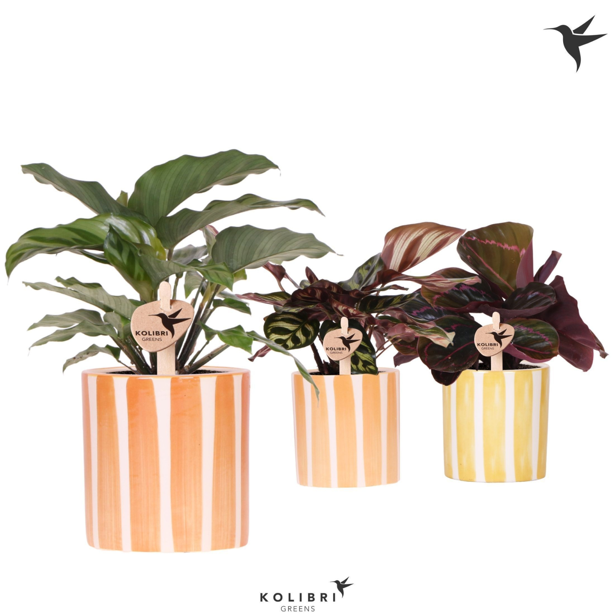 Kolibri Greens Calathea mix in Painted Stripe pot yellow mix, D 9 cm