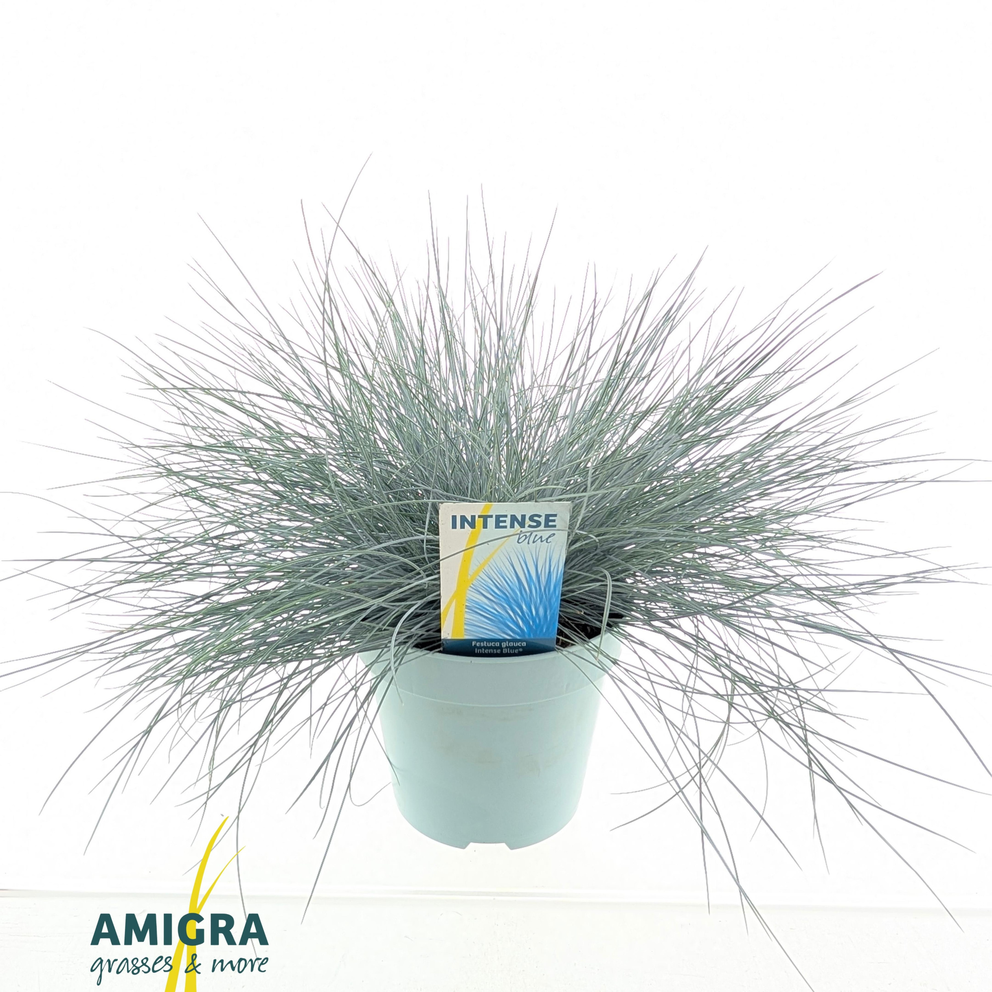 Festuca glauca Intense Blue®, D 17 cm