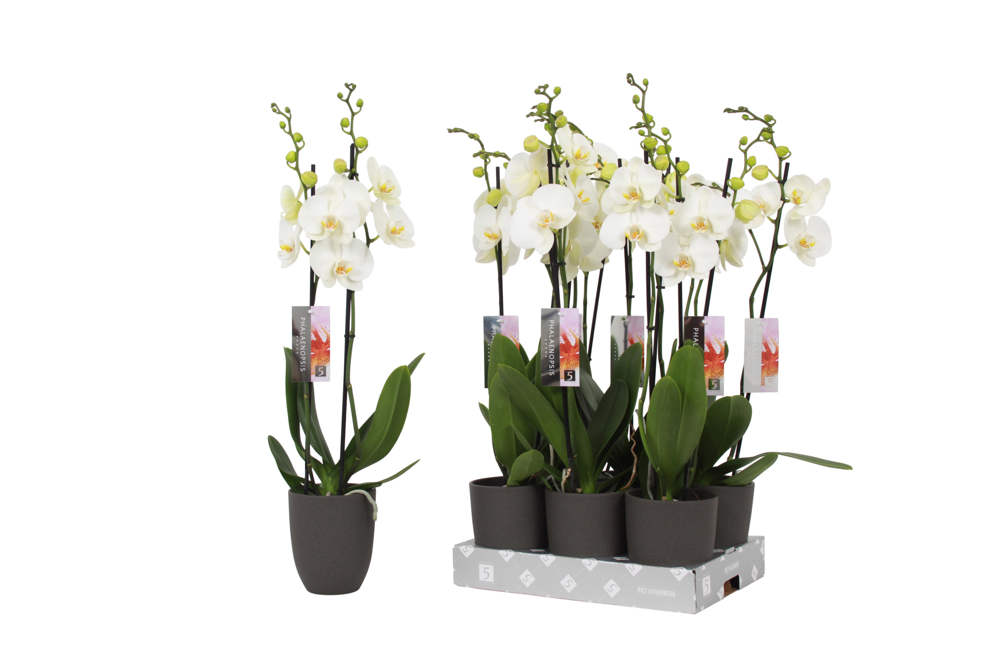 Phalaenopsis White, 2-spike Antracite Ceramics, D 12