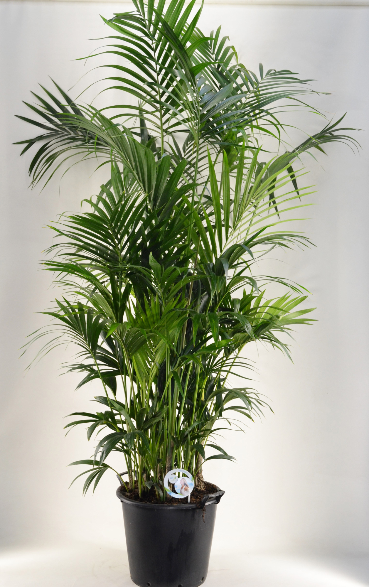 KENTIA - P44 H210 - 20PP - Air So Pure (Howea forsteriana), D 44
