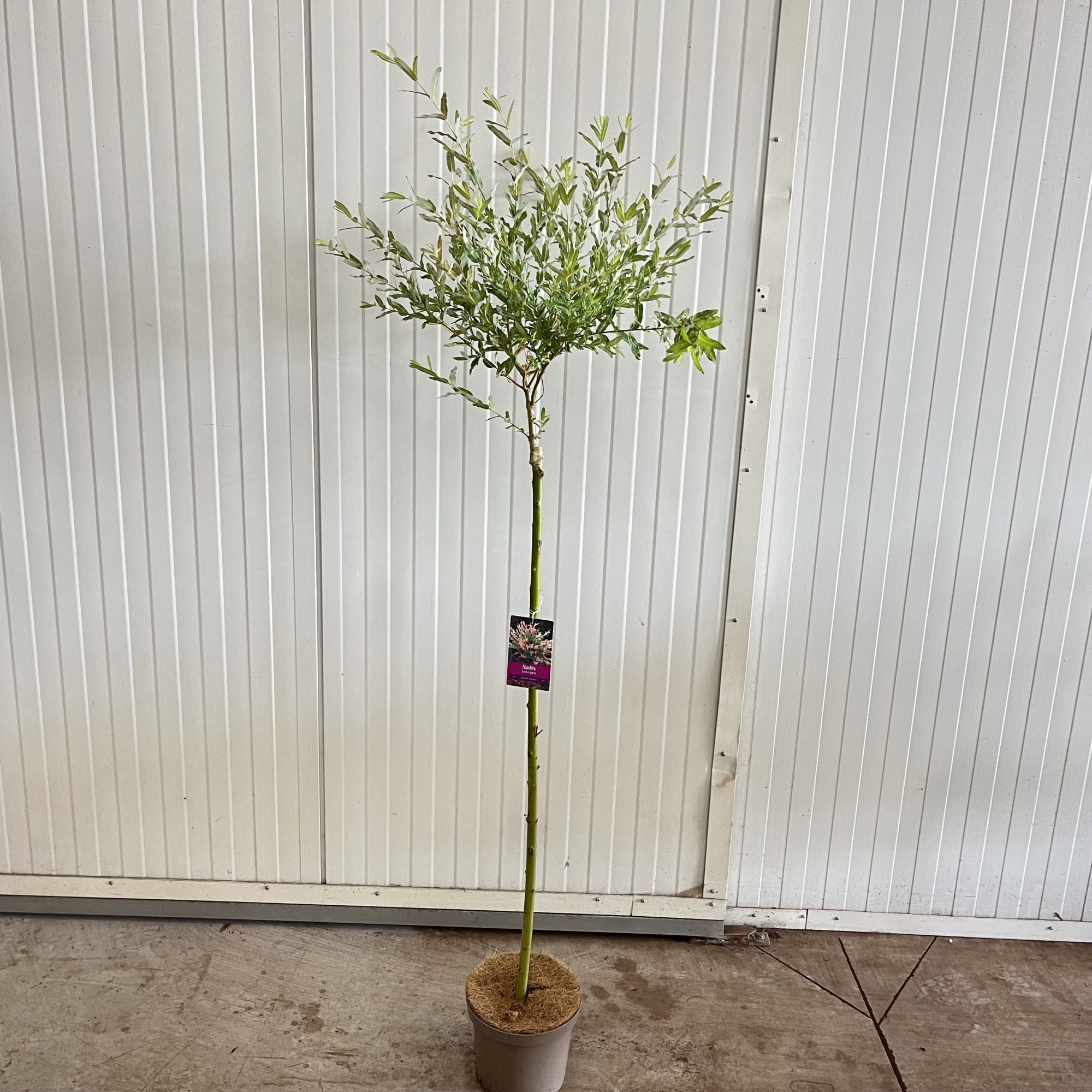 Salix integra 'Hakuro Nishiki' -- stam 90 cm, D 21 cm