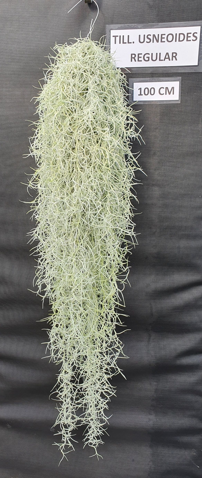 Tillandsia Usneoides Regular (spaans mos) (kopie), D 80 cm