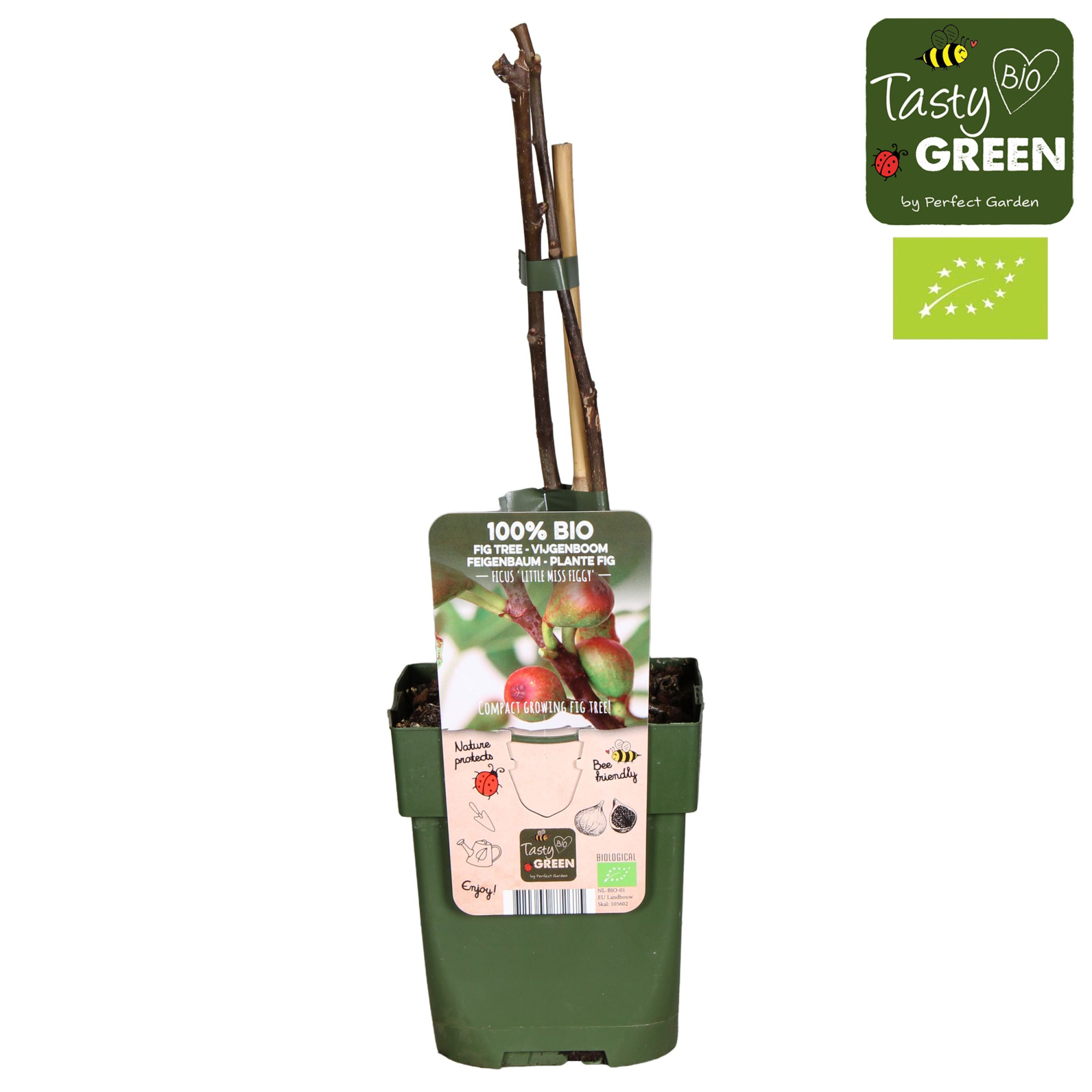 Ficus carica Little Miss Figgy Bio P13, D 13