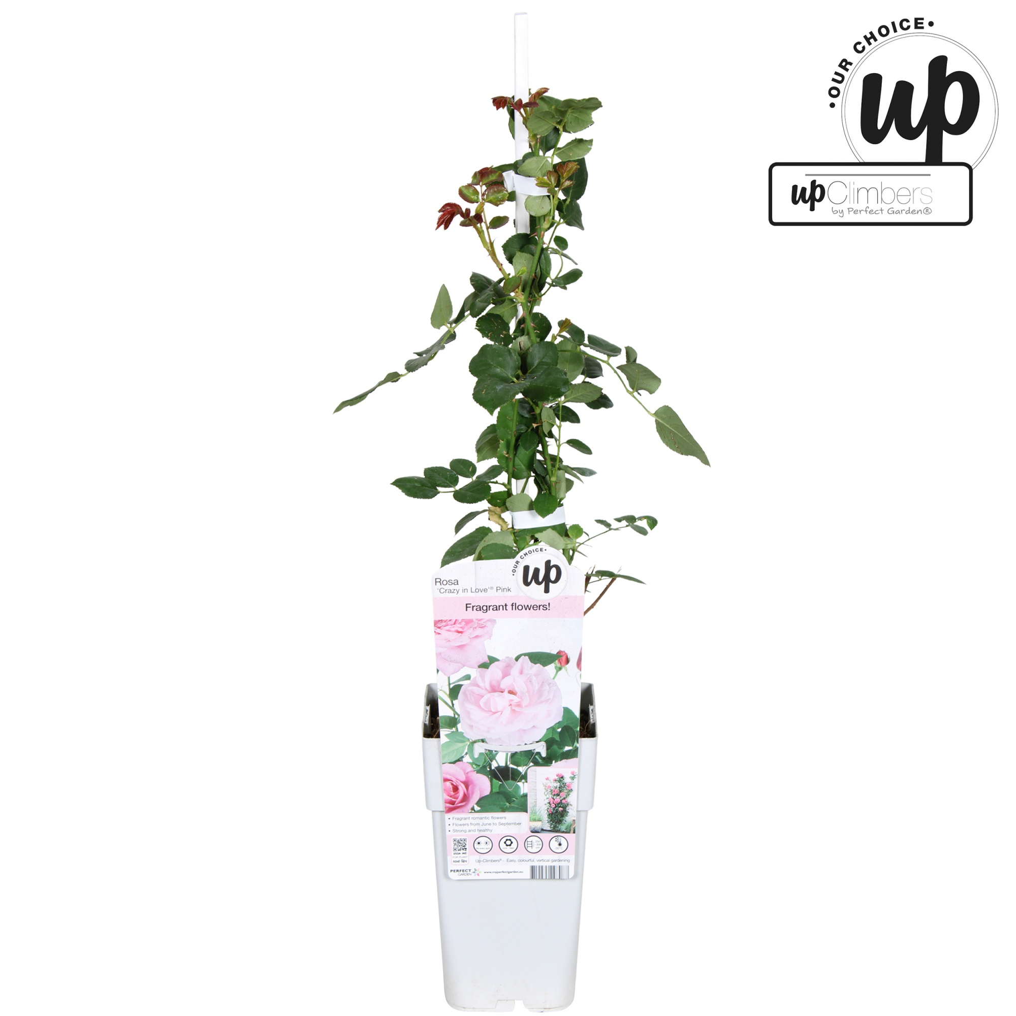 Rosa Crazy in love Pink P15, D 15 cm