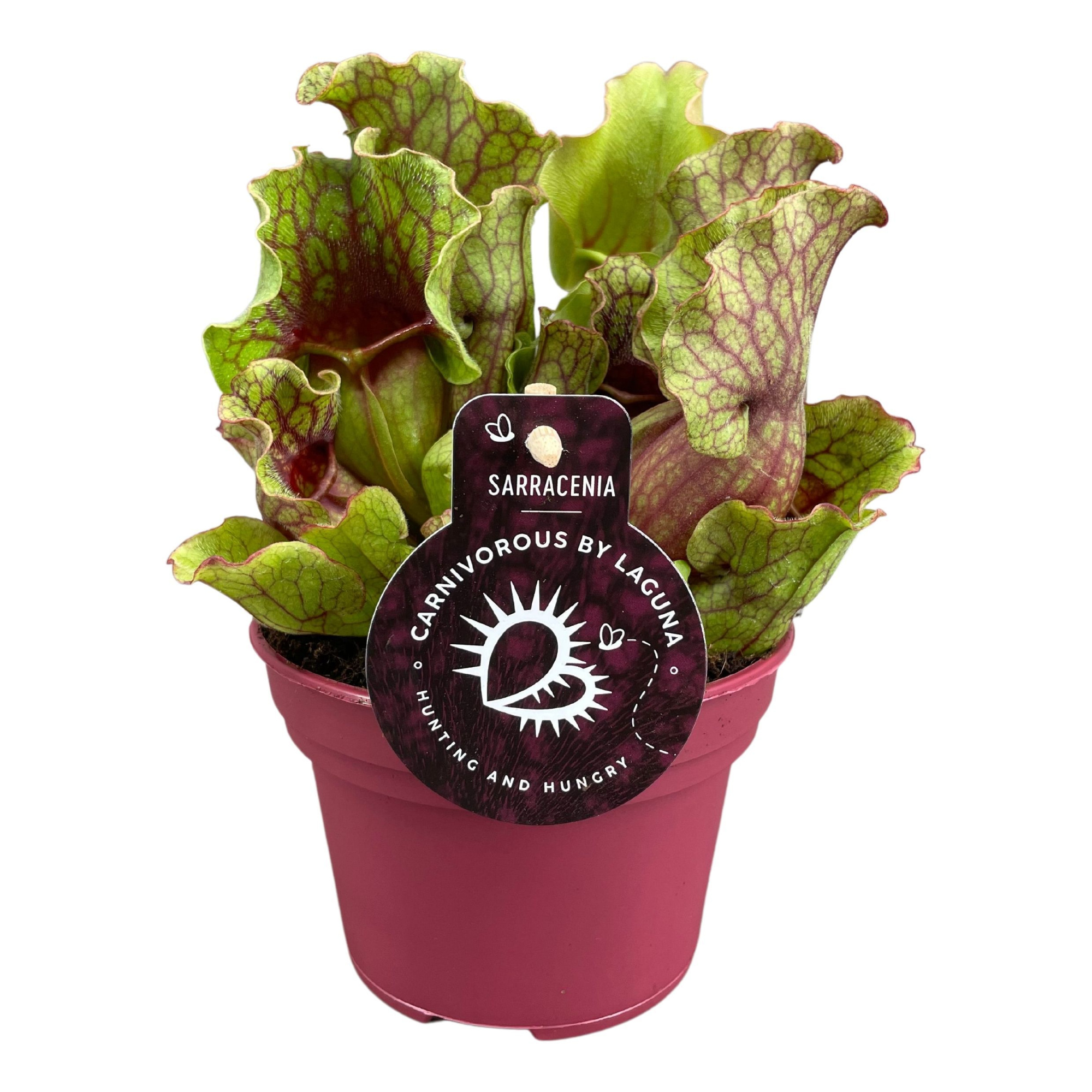 Sarracenia Clementina 12 cm, D 12
