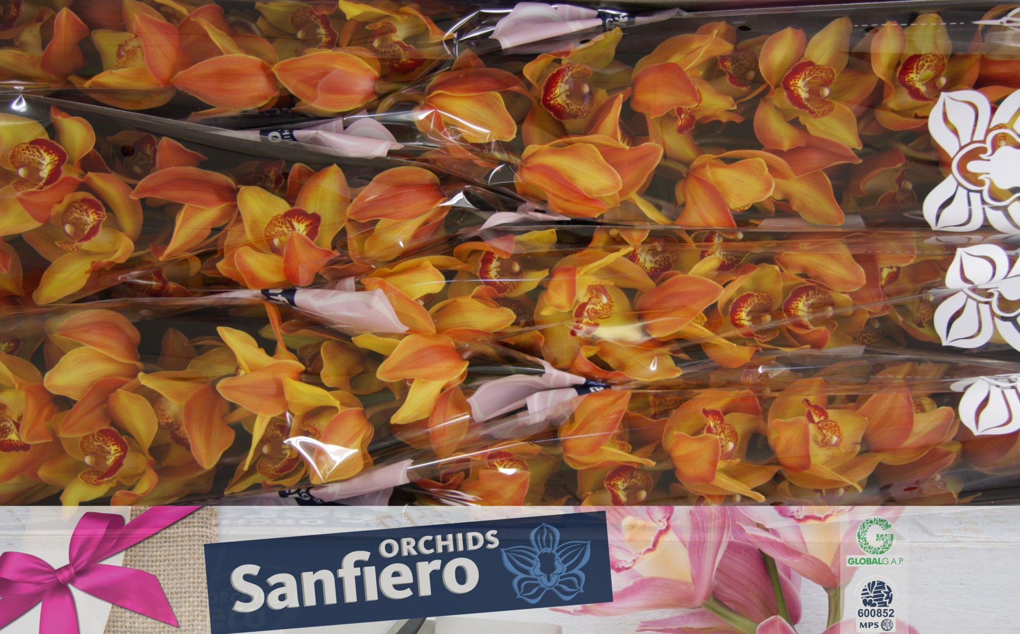 Цимбидиум Каппуччино x6 80, шт.