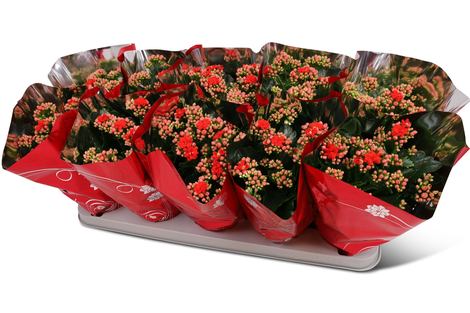Kalanchoë Perfecta Red Premium hoes, D 12 cm