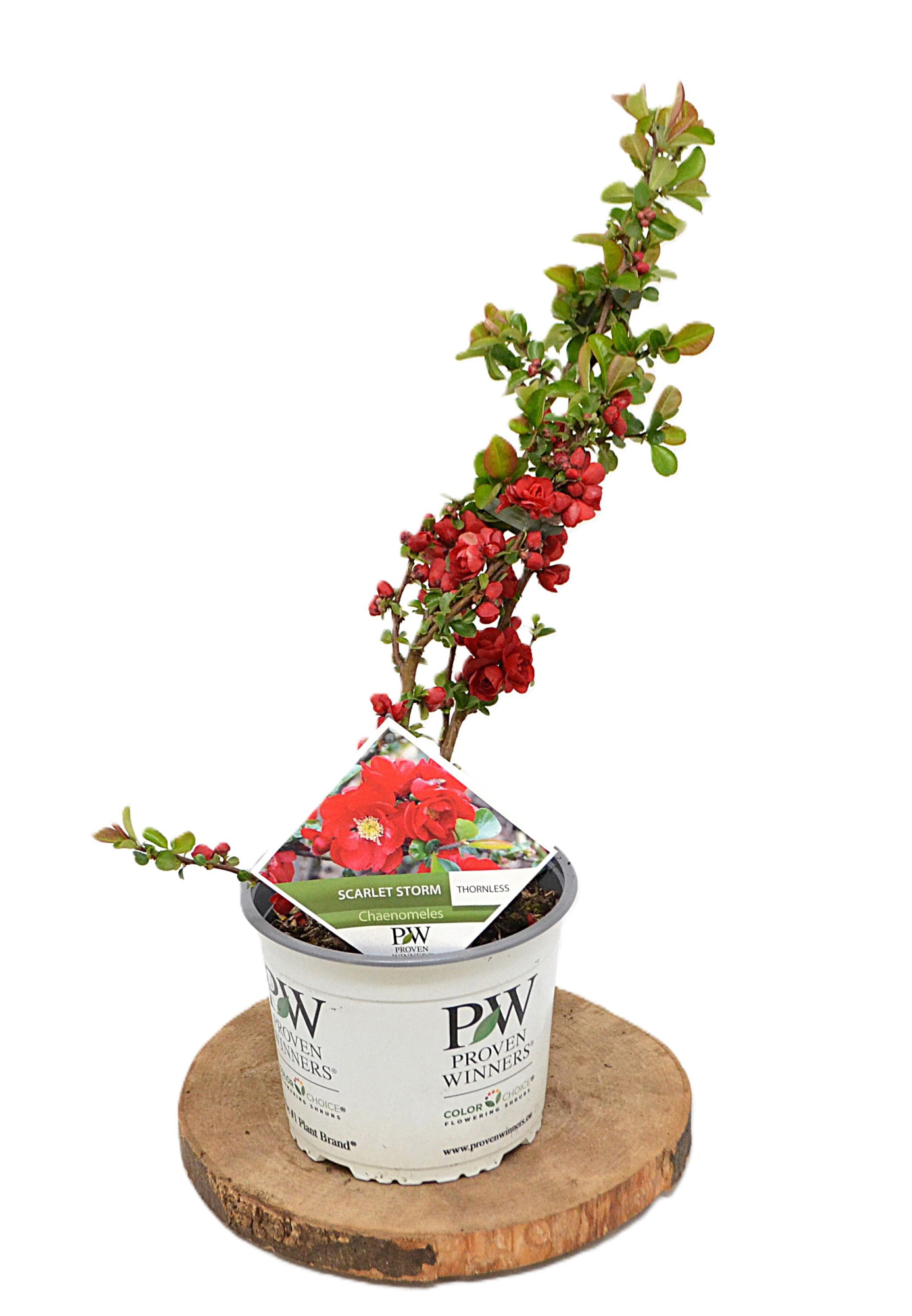 Cheanomeles spec. Scarlet Storm, D 19