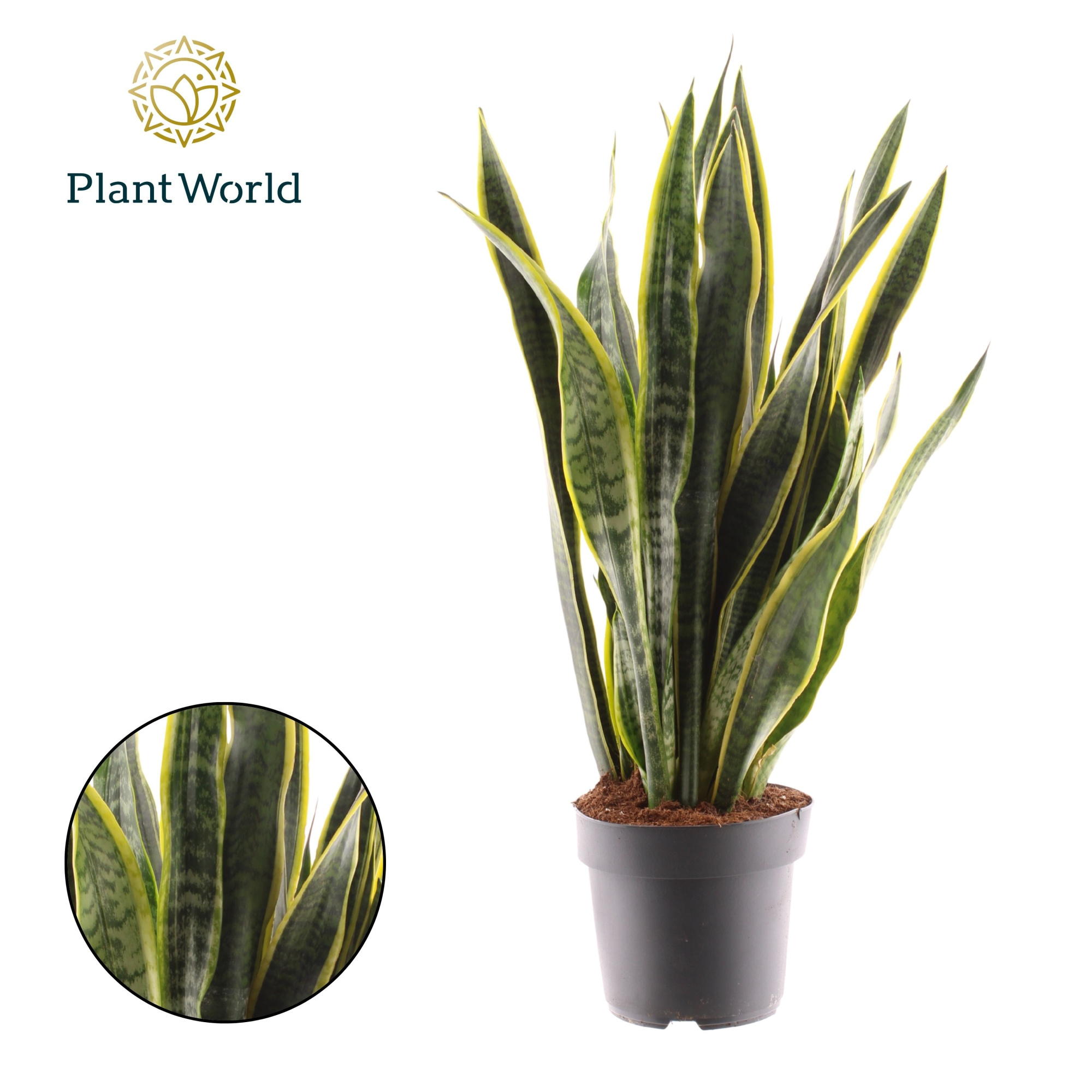 Sansevieria Laurentii, D 21 cm