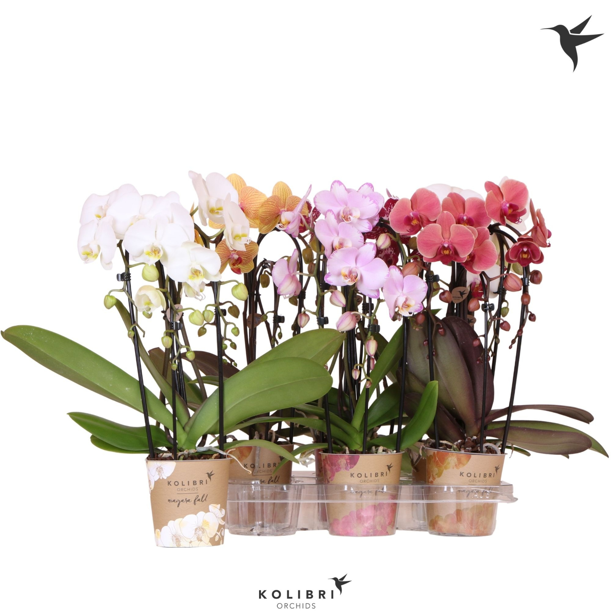 Kolibri Orchids Cascade Niagara Fall mix 3 spike, D 12