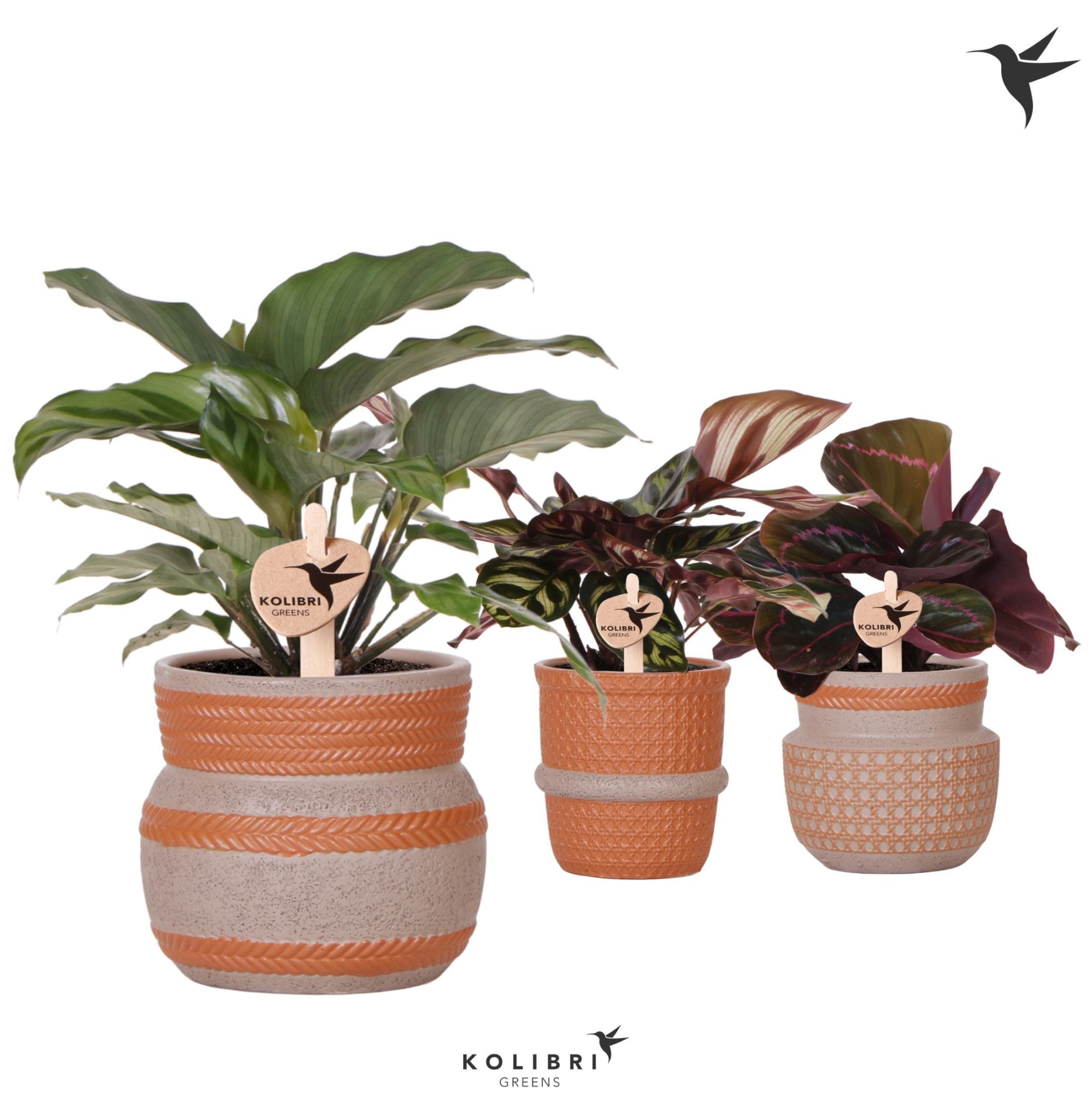 Kolibri Greens Calathea mix in Ethnic pot terracotta mix, D 9 cm