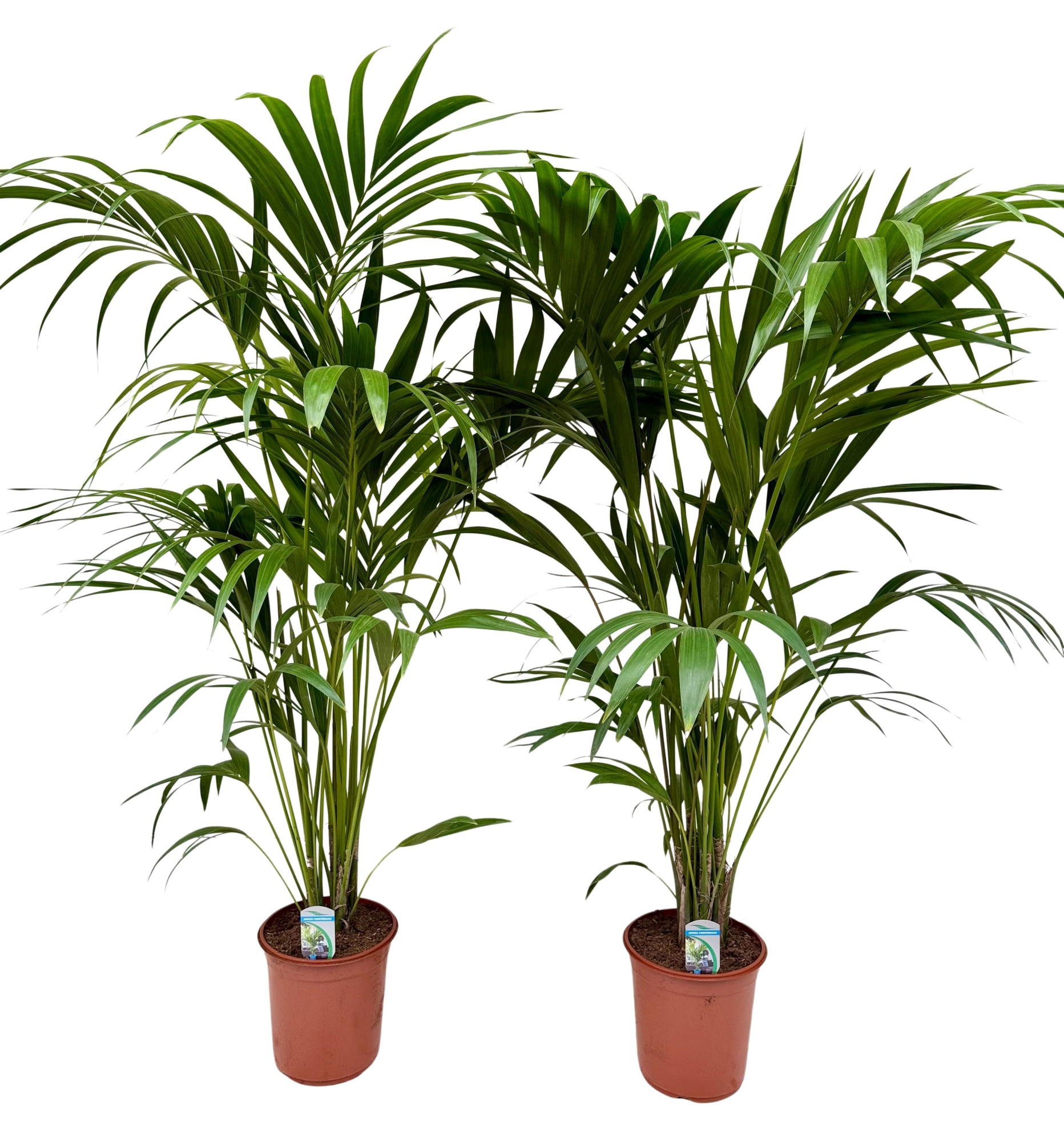 Howea forsteriana P24 H160, D 24 cm