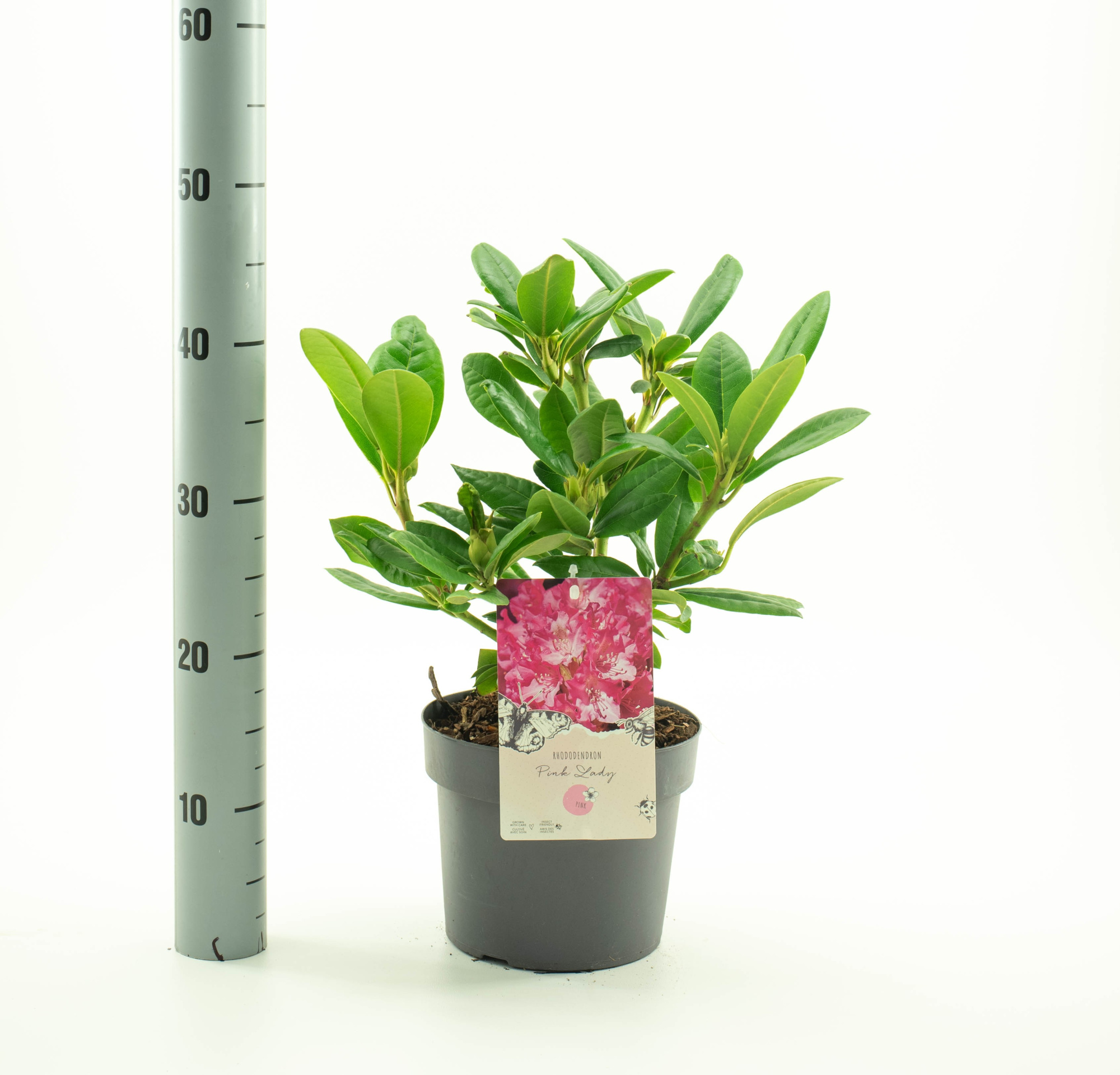 Rhododendron 'Pink Lady', D 19