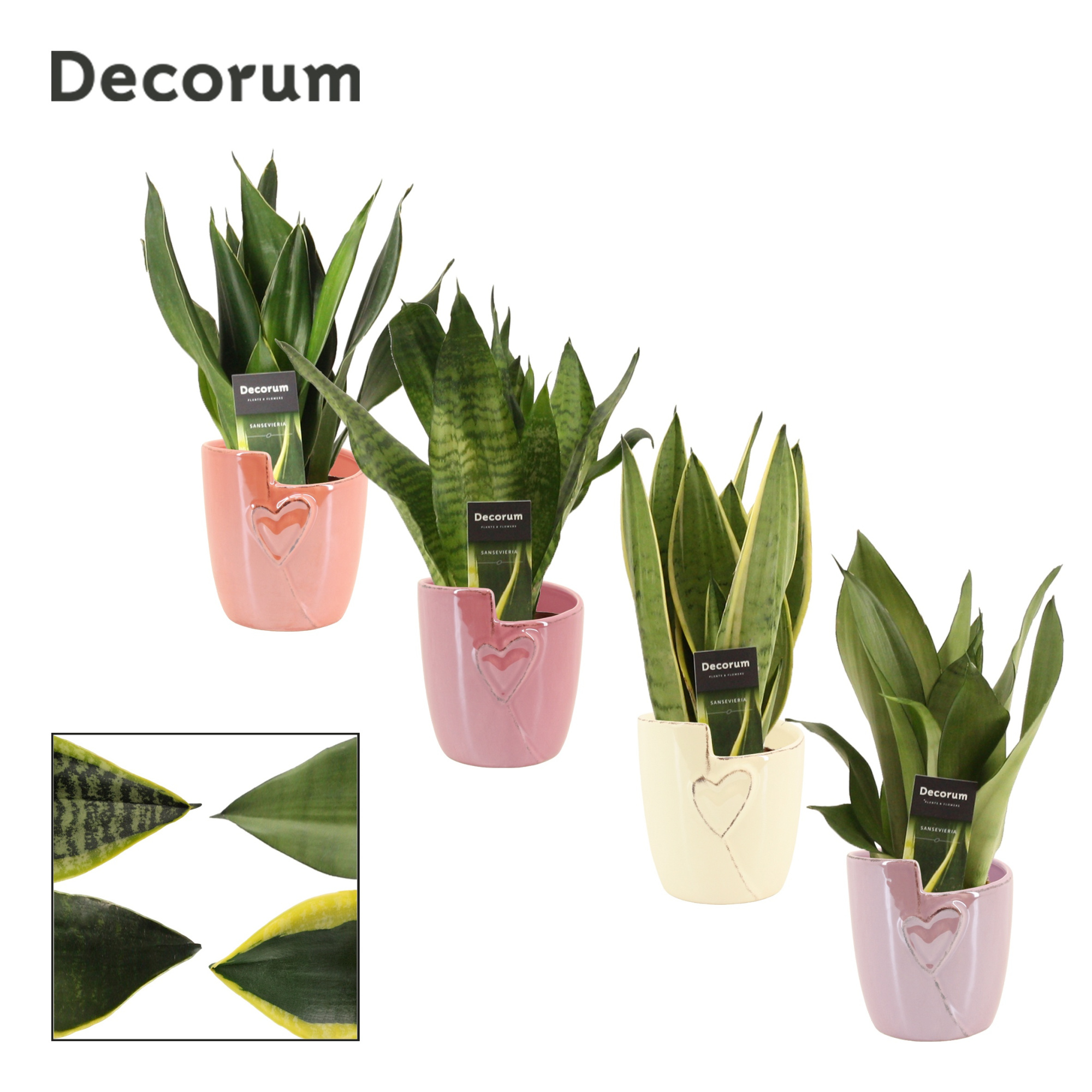 Sansevieria Super Mix 12 cm in Joa (Special moods-collection), D 12
