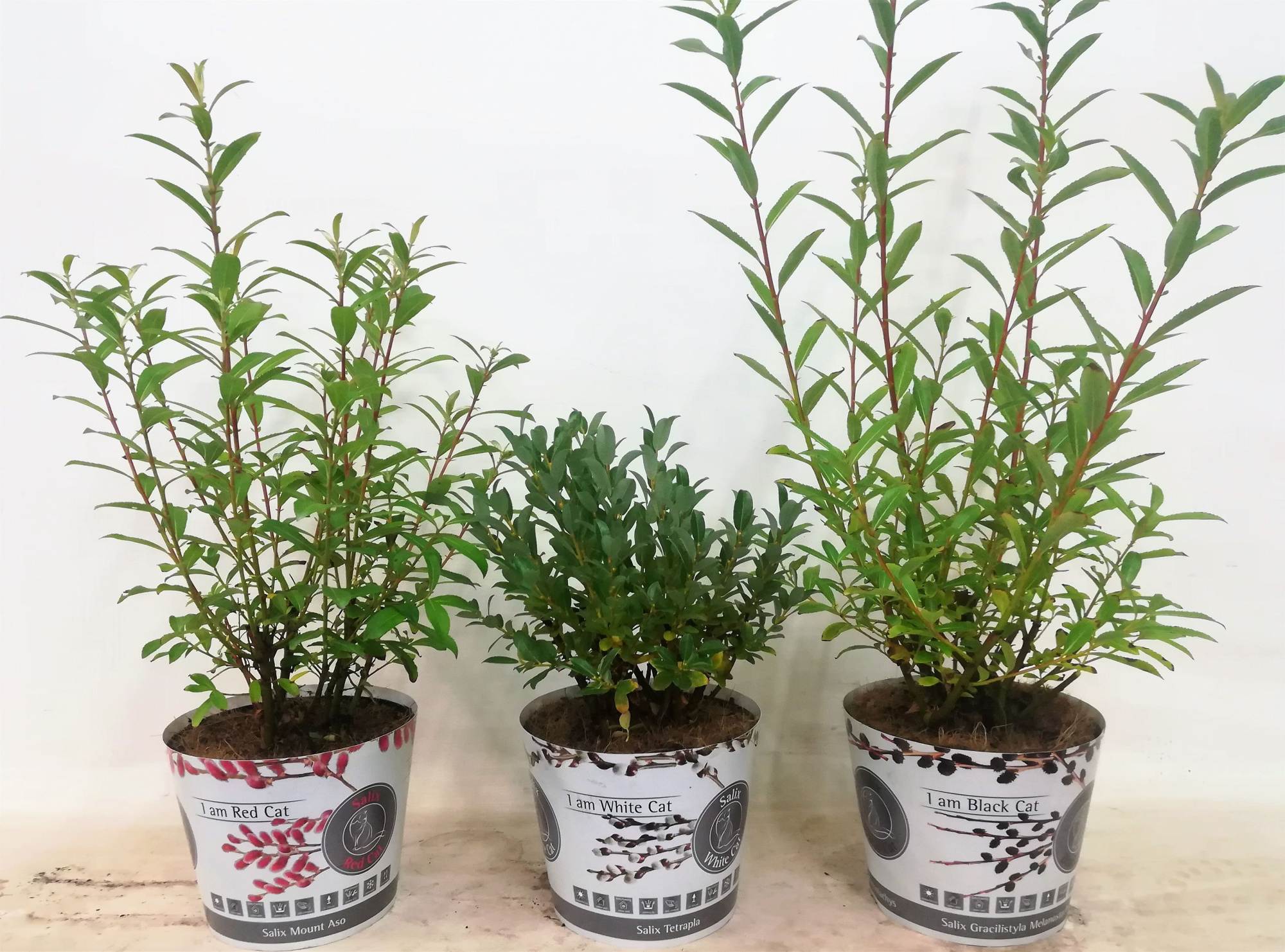 Salix mix bush cat p17 potcover, D 17 cm