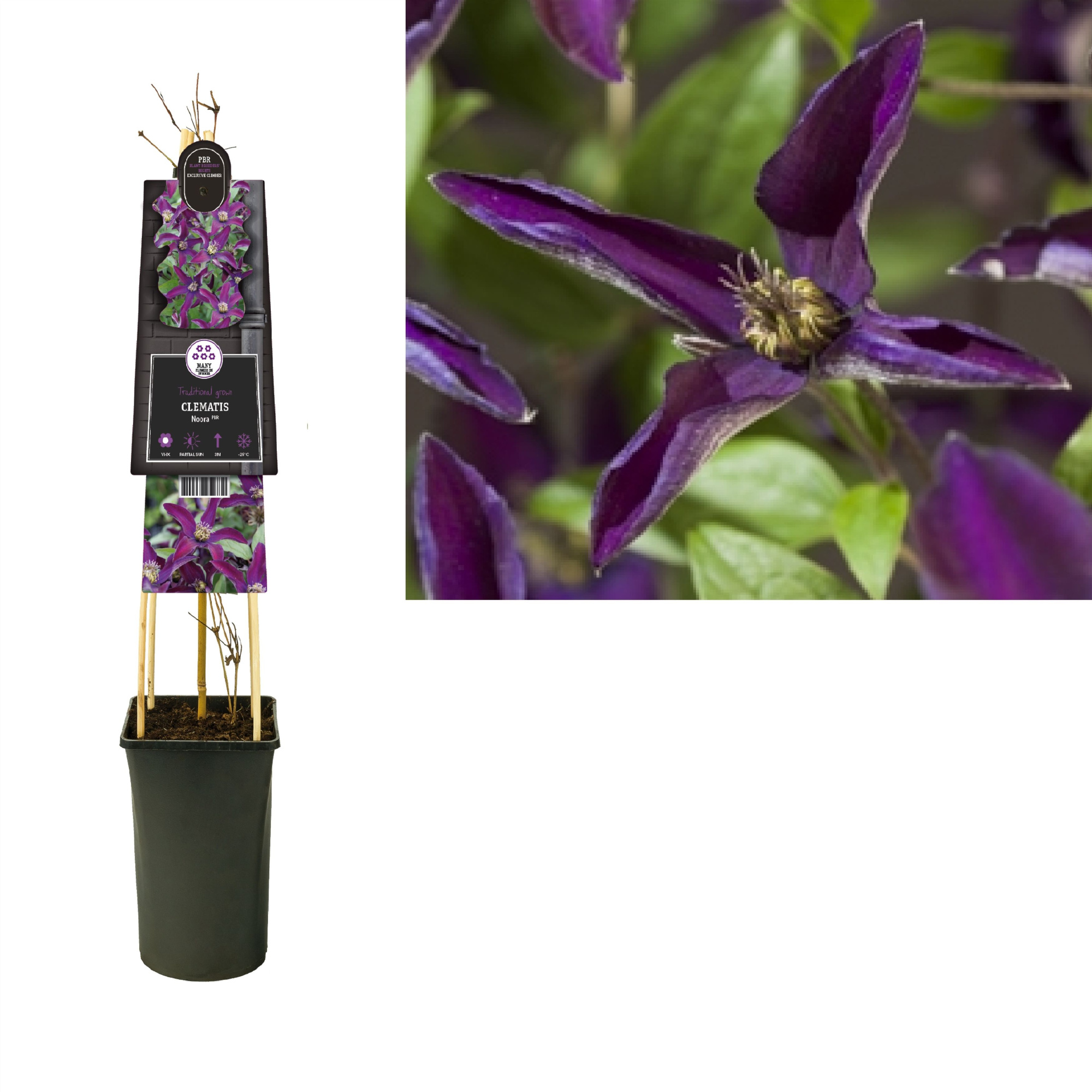 Clematis Noora PBR +3.0 label, D 17 cm