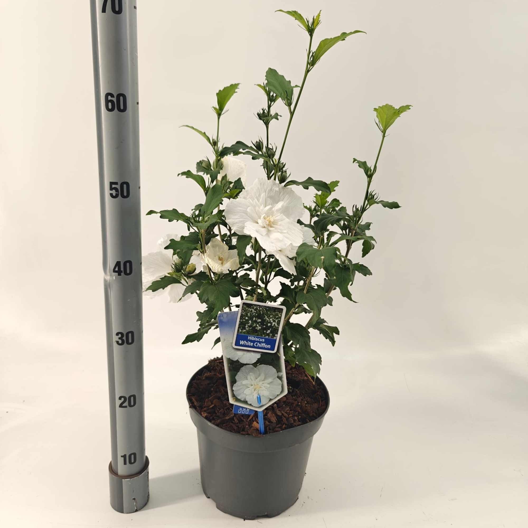Hibiscus syr. White Chiffon ('Notwoodtwo'PBR), D 23 cm