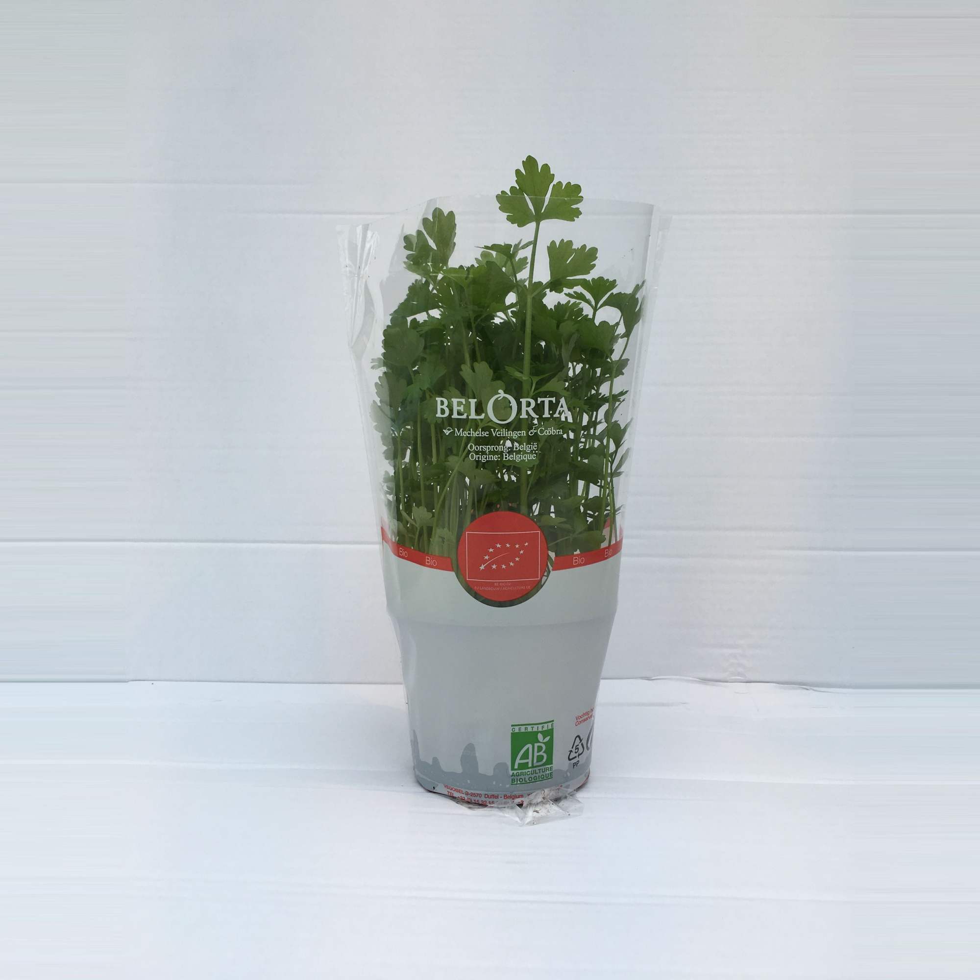 Selderij P12, D 12 cm