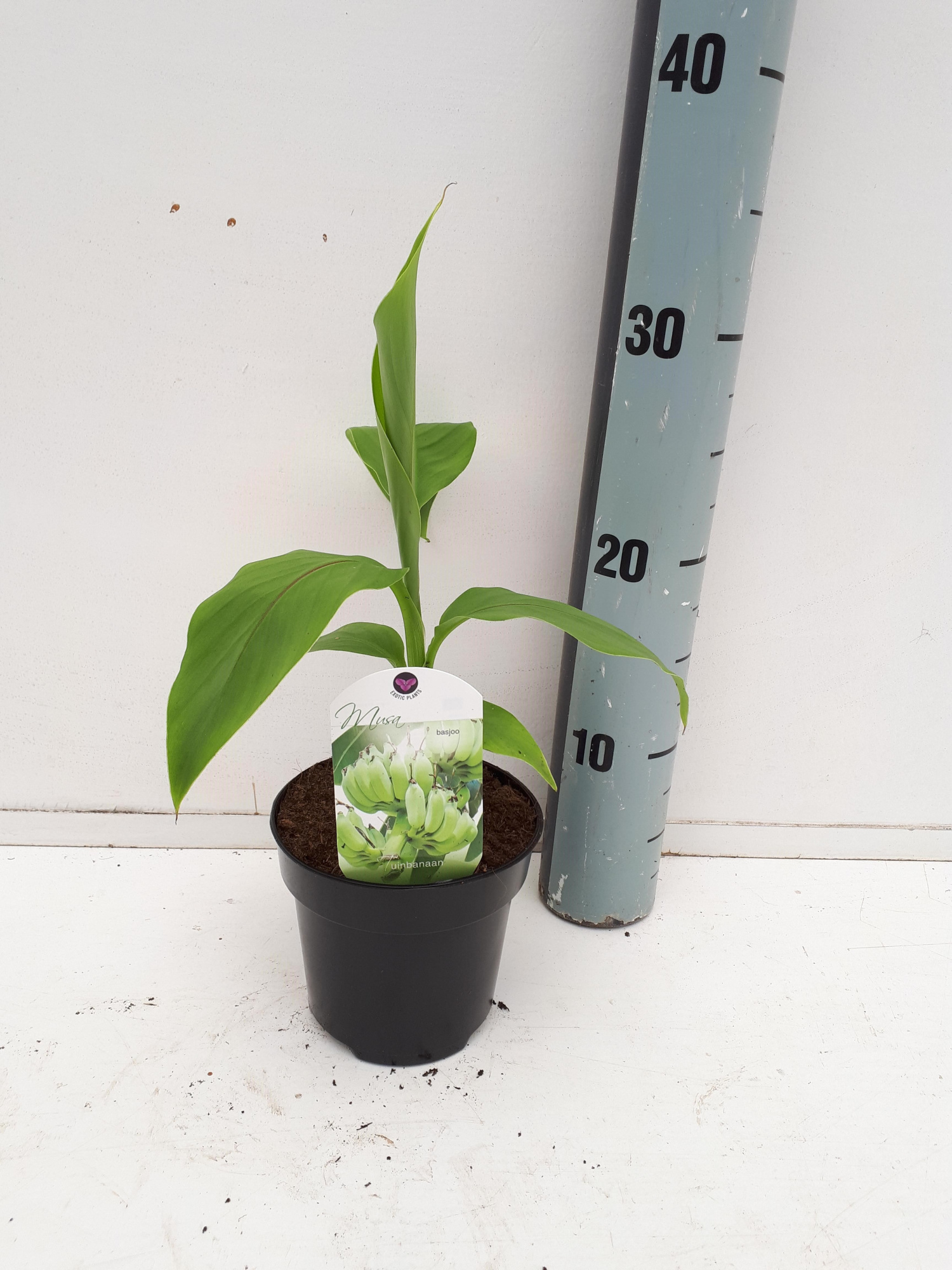 Musa basjoo, D 12 cm