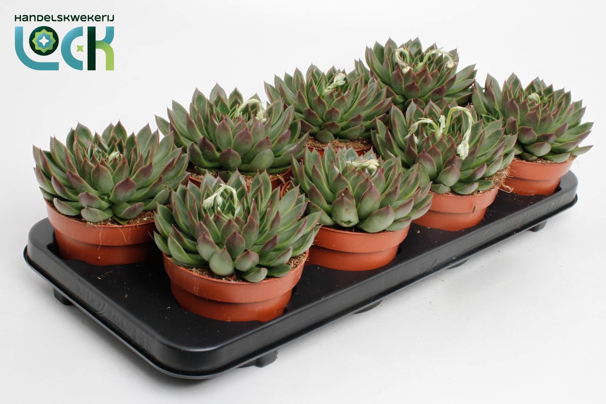 Echeveria Lipstick, D 12