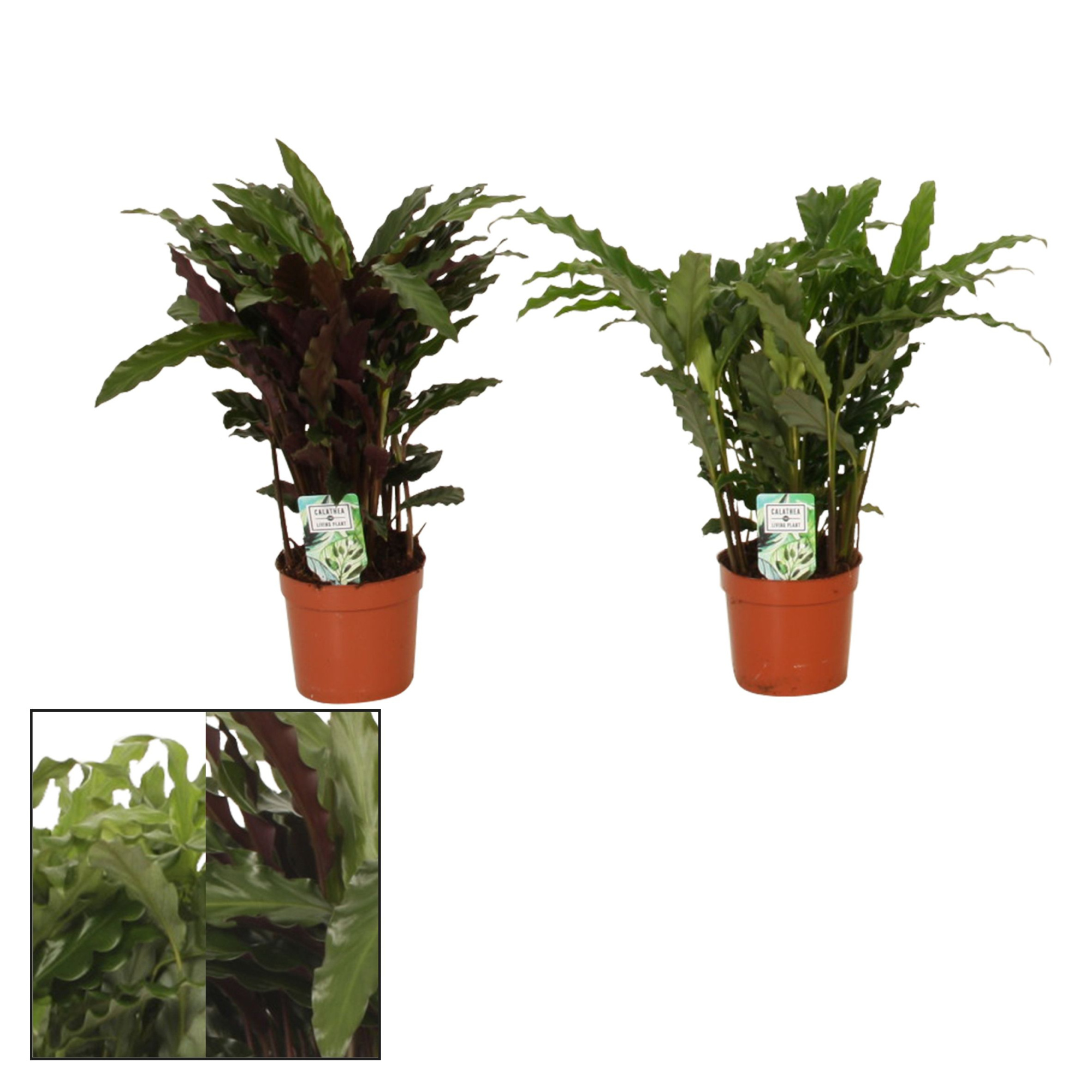 Calathea 12cm Grassmix, D 12 cm