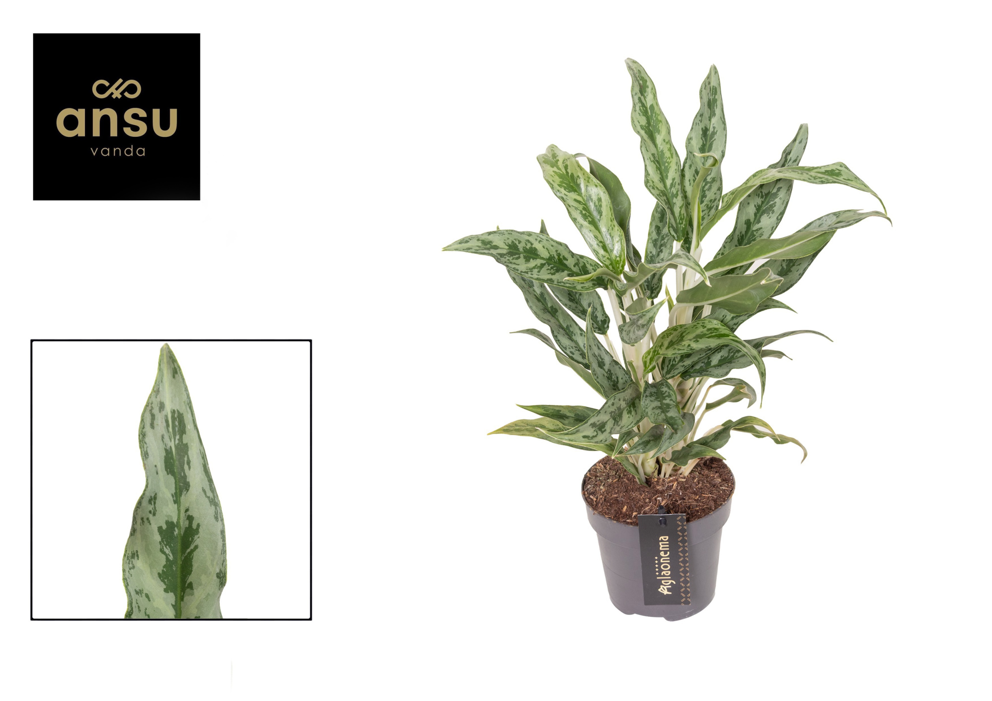 Aglaonema Greyhound, D 12