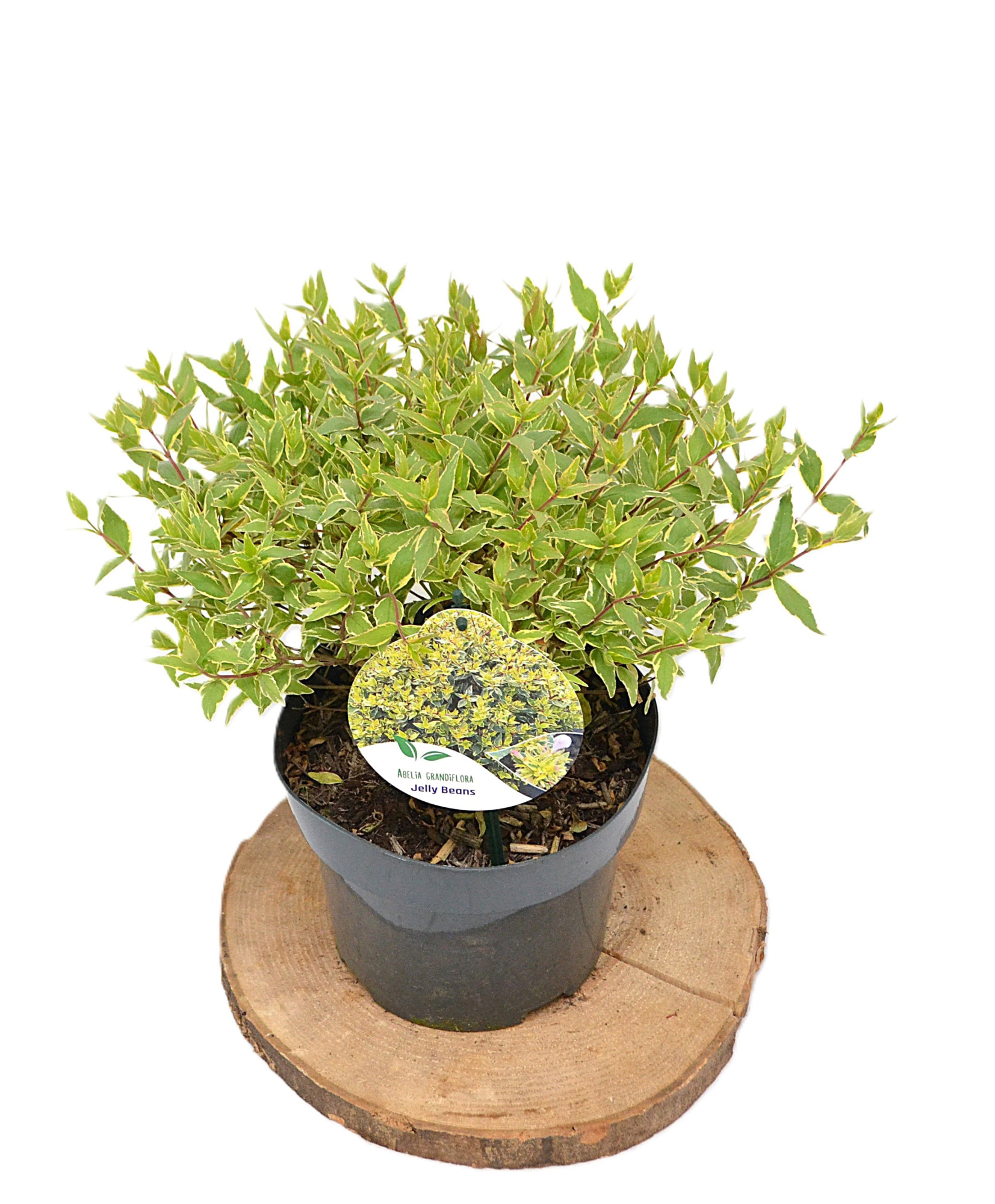 Abelia grandiflora Jelly Beans C3, D 19