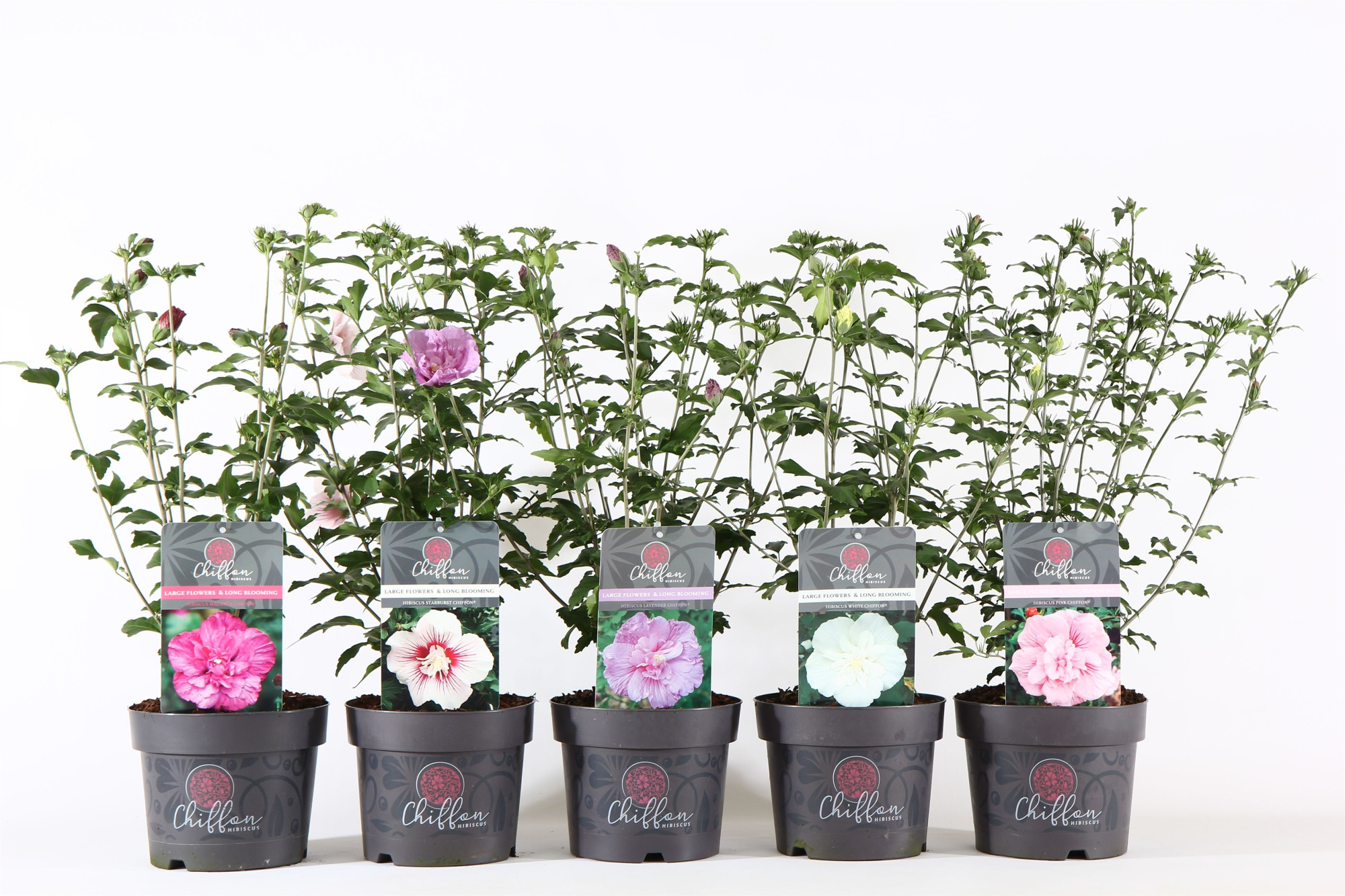 Hibiscus syr. 'Chiffon'® mix P19/C3, D 19 cm