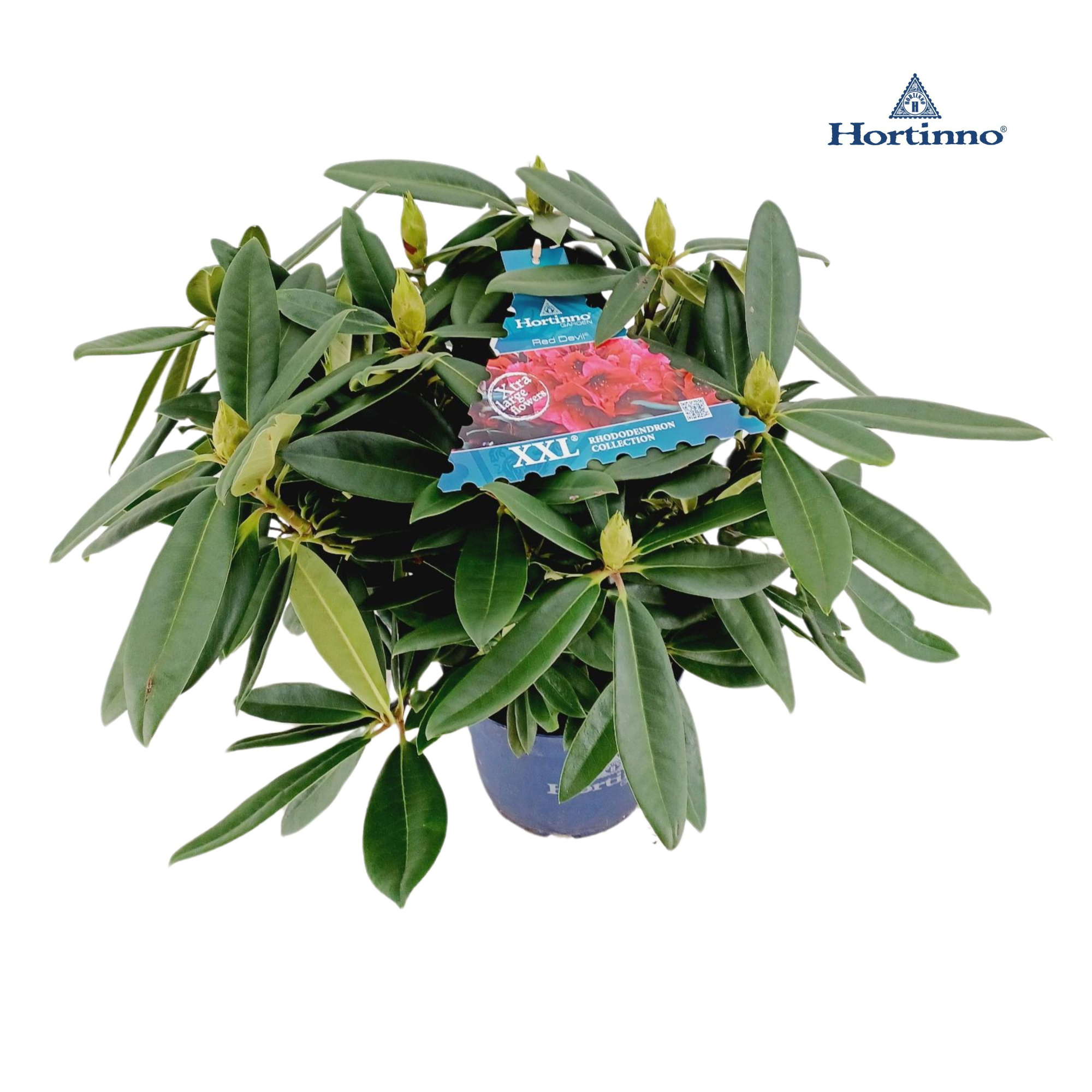 Rhododendron 50-60 /5 liter 'Red Devil', D 23 cm