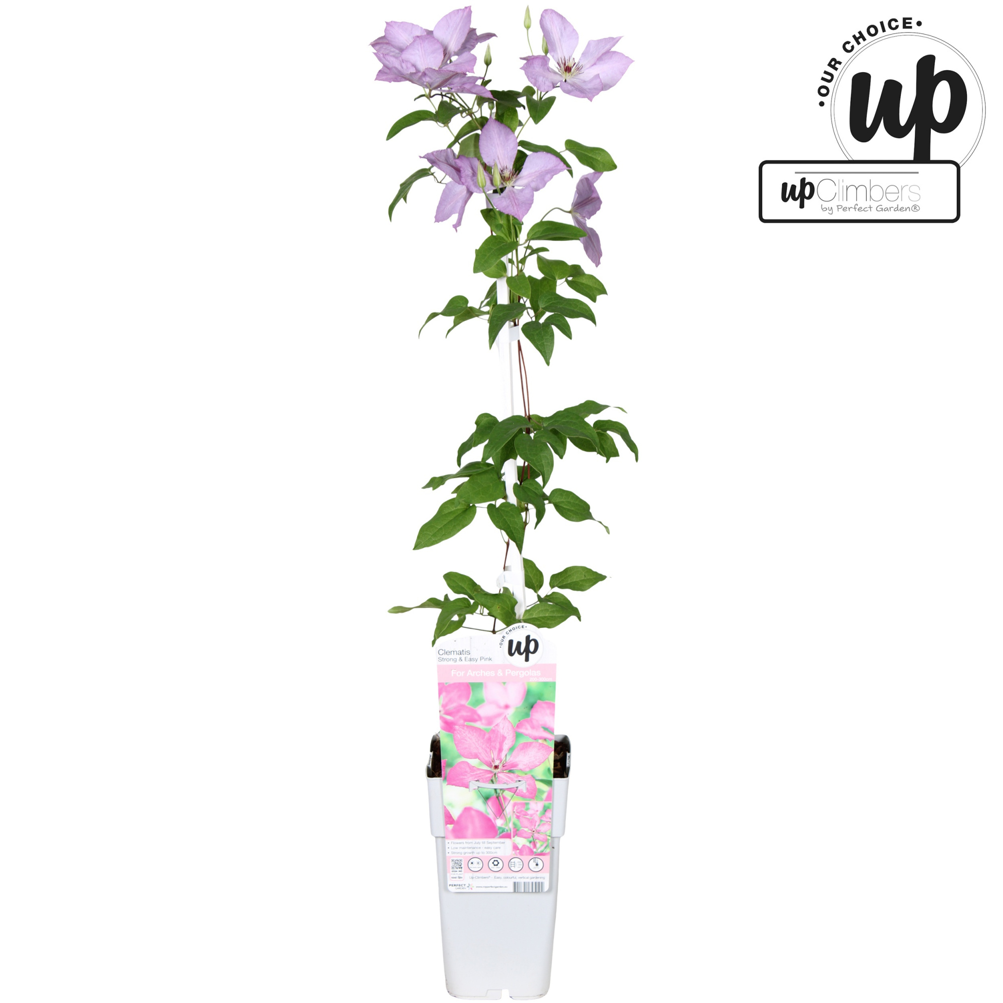 Clematis Strong and Easy Pink - Margaret Hunt P15, D 15 cm