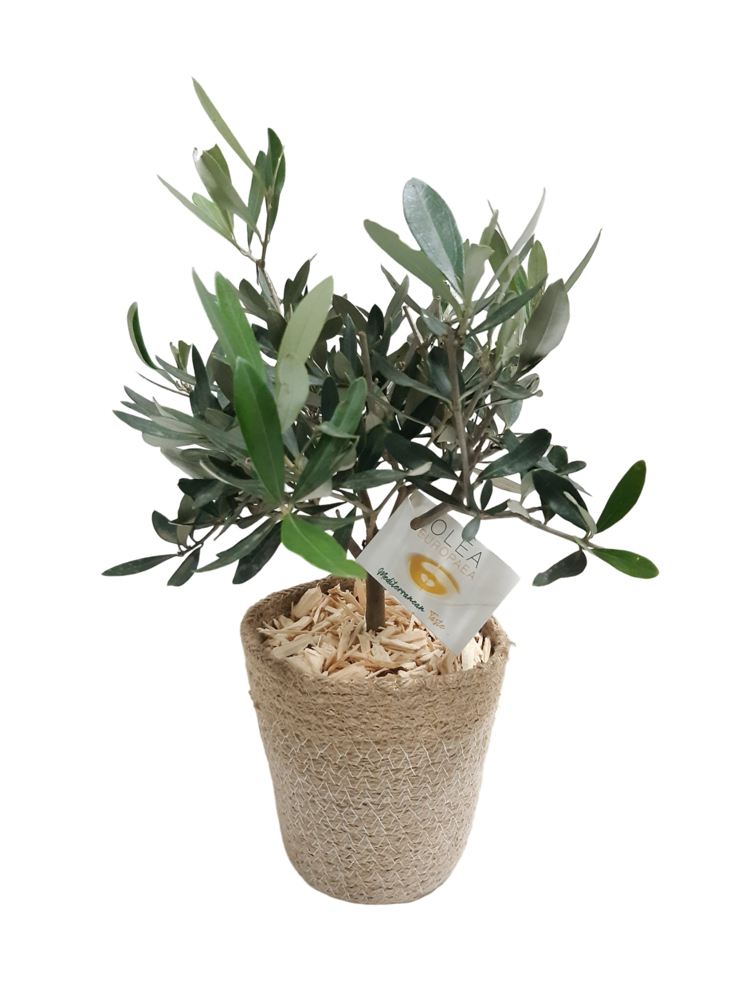 JM13OLE Jute Mand 13cm Olea Europaea bush, D 11