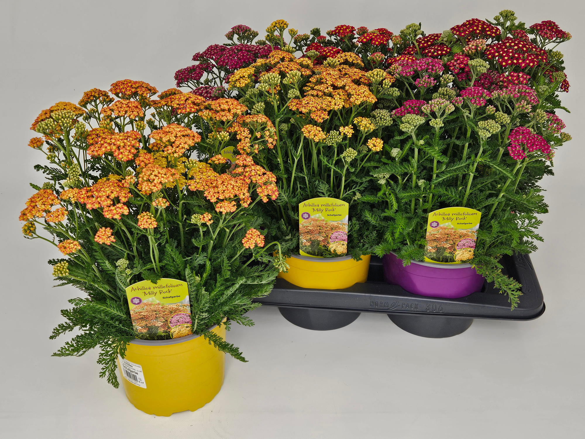 Achillea Milly Rock Mix T17, D 17