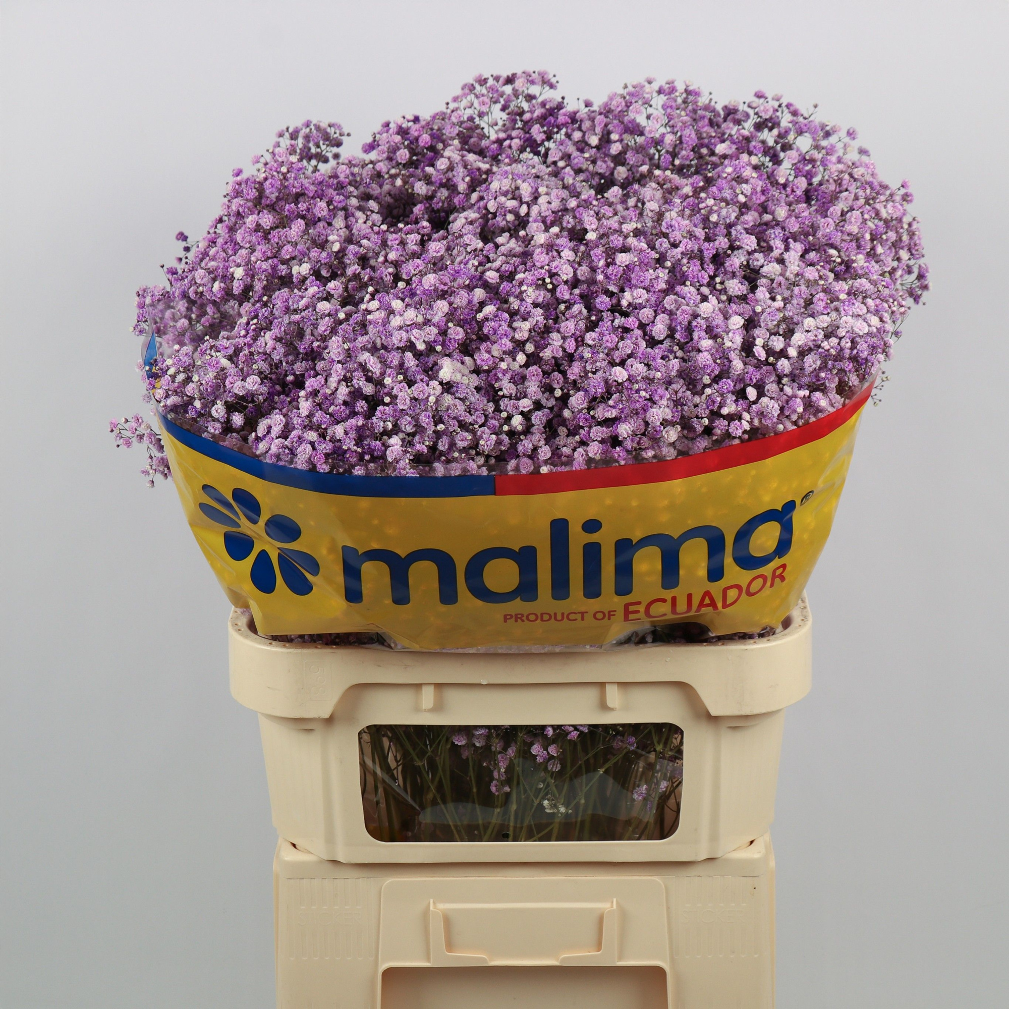 Гипсофила Овериг Крашеная (краш. ) 75, шт.