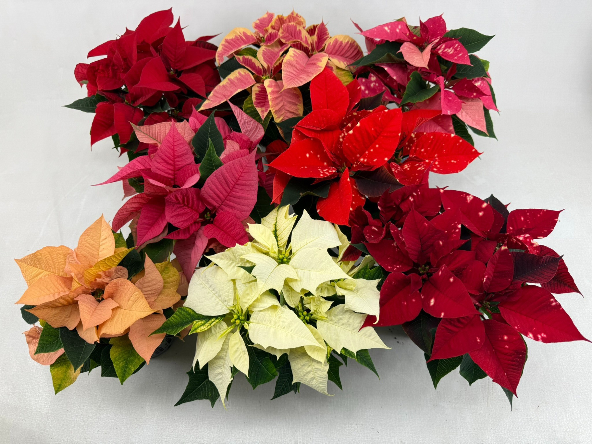 Poin Euphorbia Pulcherrima Mixkar pot 10,5 cm minimaal 3 kleuren, D 10,5 cm