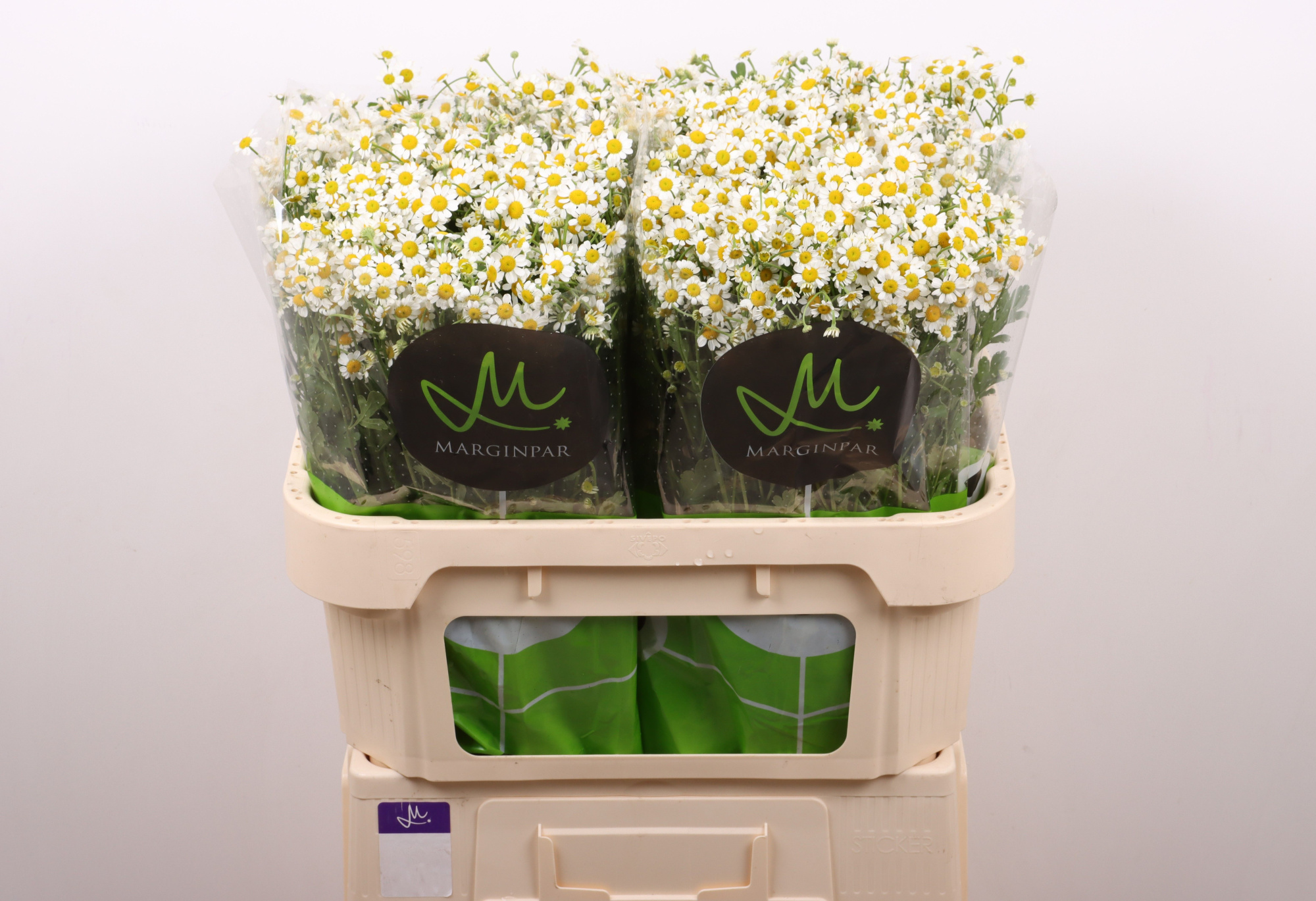 Танацетум Сингл Вегмо 70 (бел.), шт.