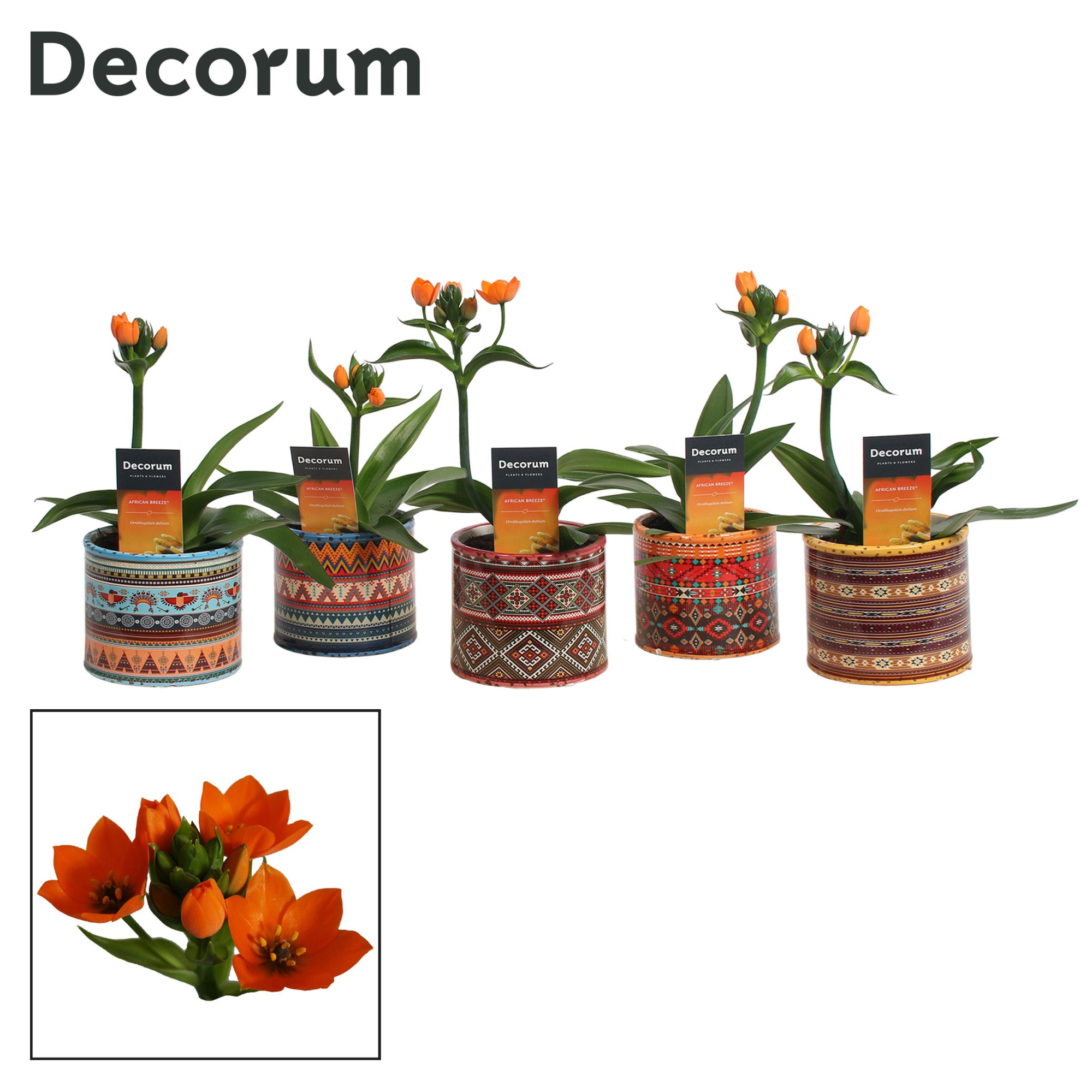 Ornithogalum Dubium Oranje 1pp in Ompot Africa (Decorum), D 10,5