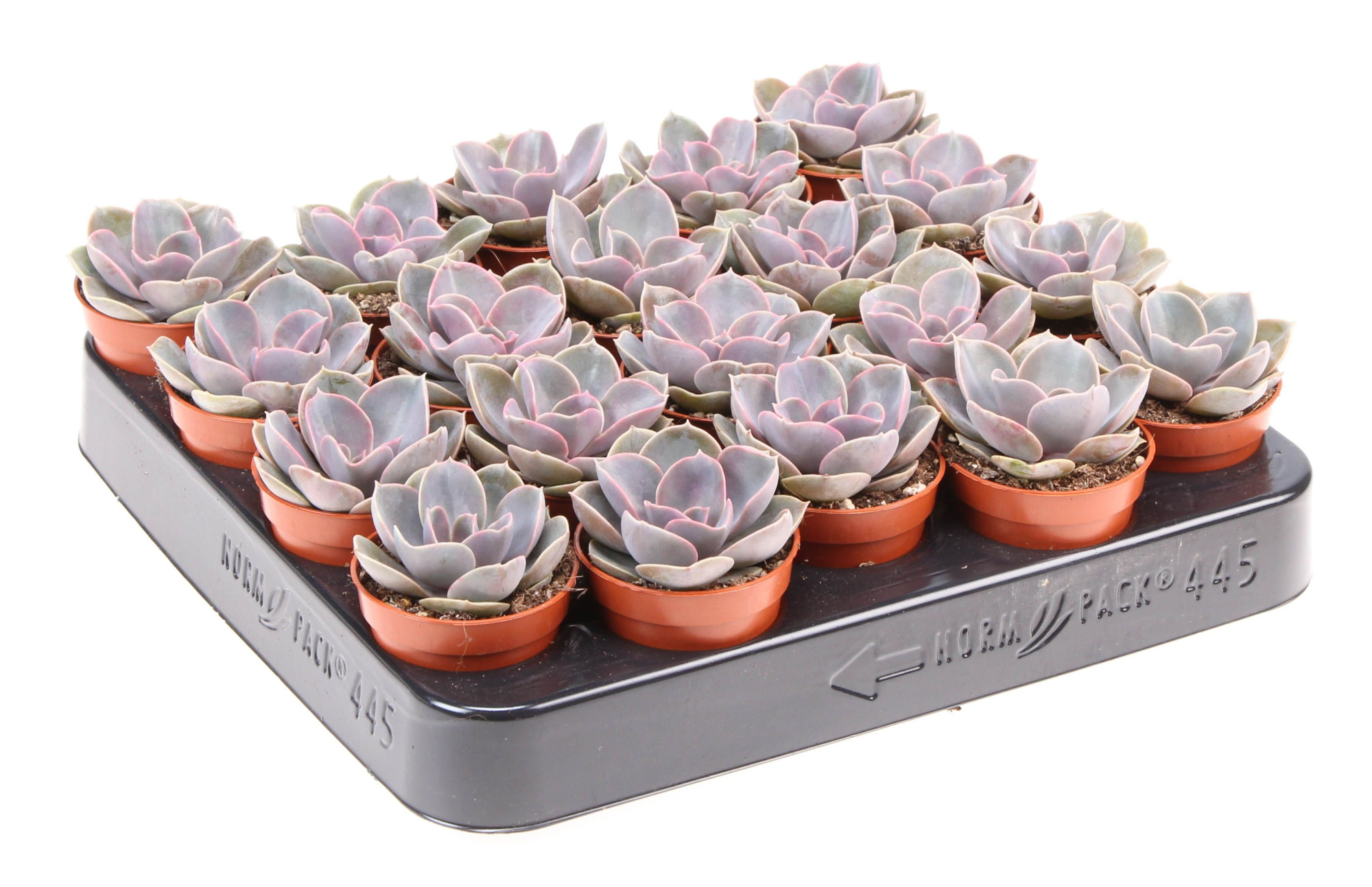 Echeveria perle von nurnberg, D 5,5 cm