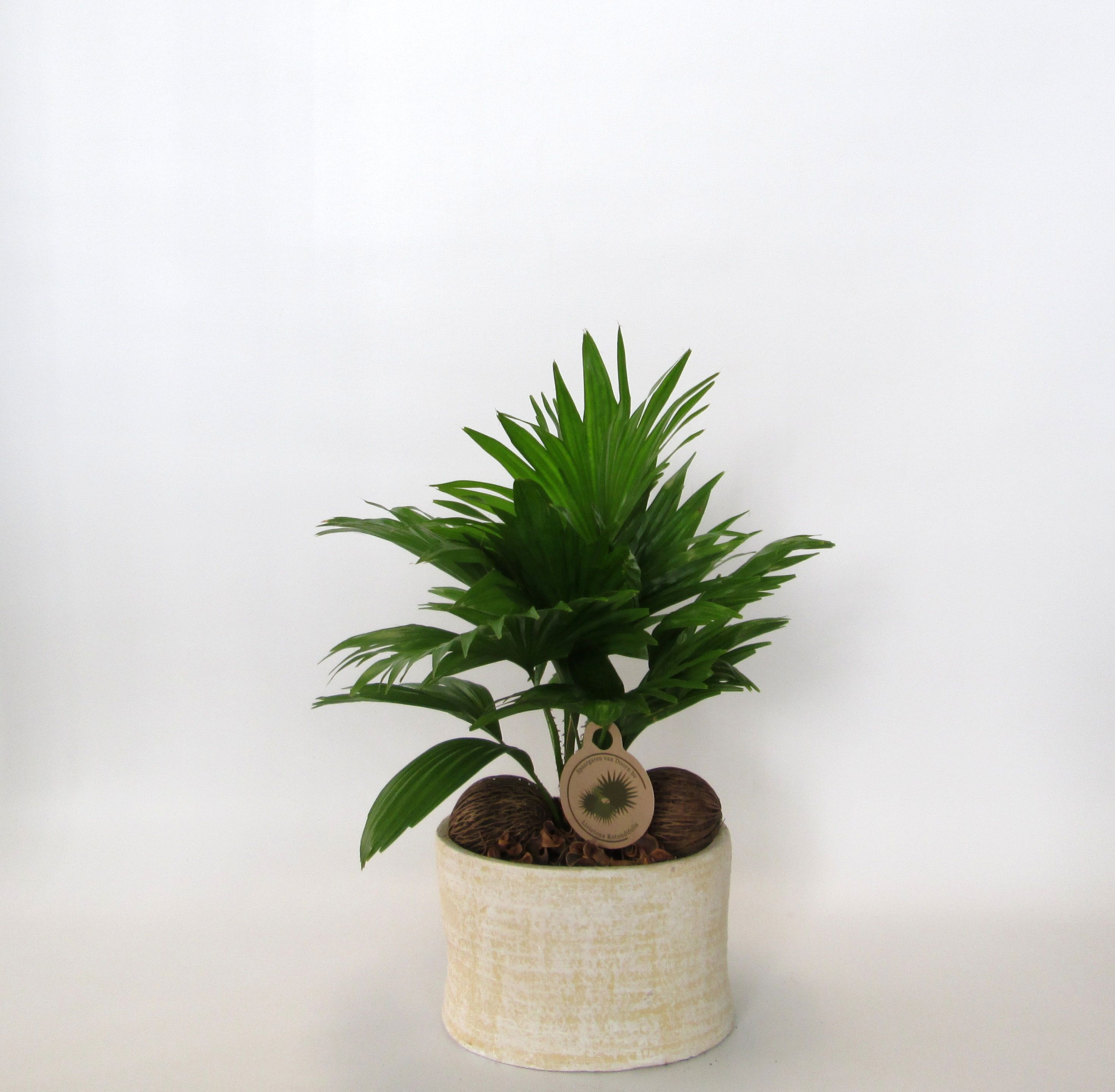 Livistona rotundifolia in Ruby pot, D 20 cm