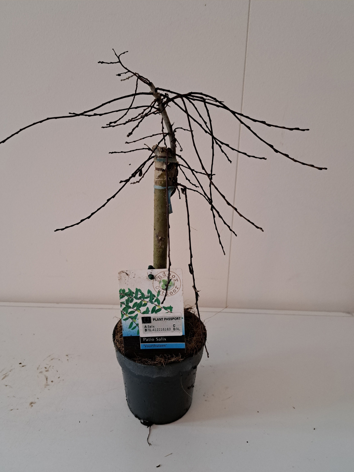 Salix repens Voorthuizen stam 30, D 12