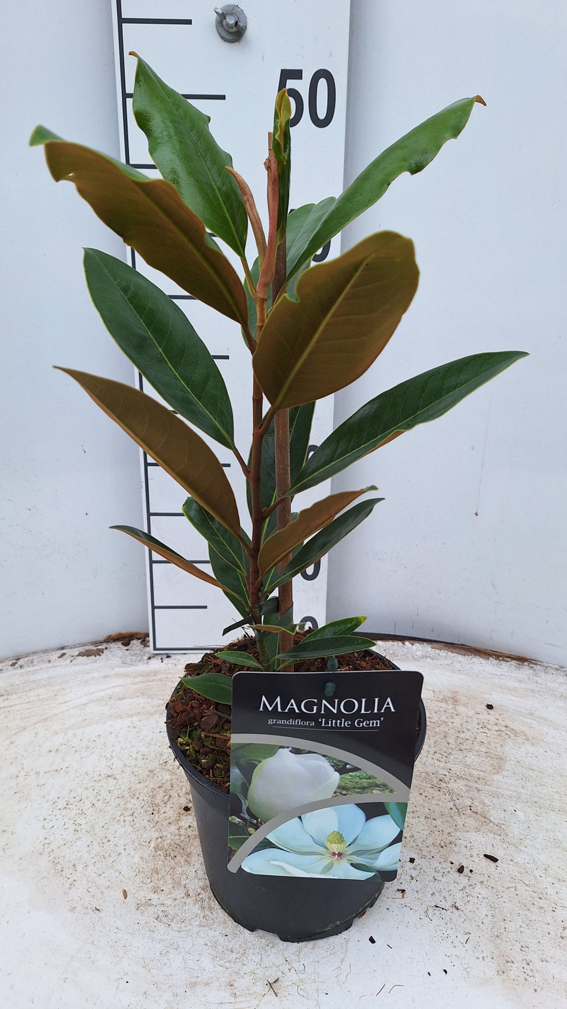 Magnolia grandiflora Little Gem, D 17