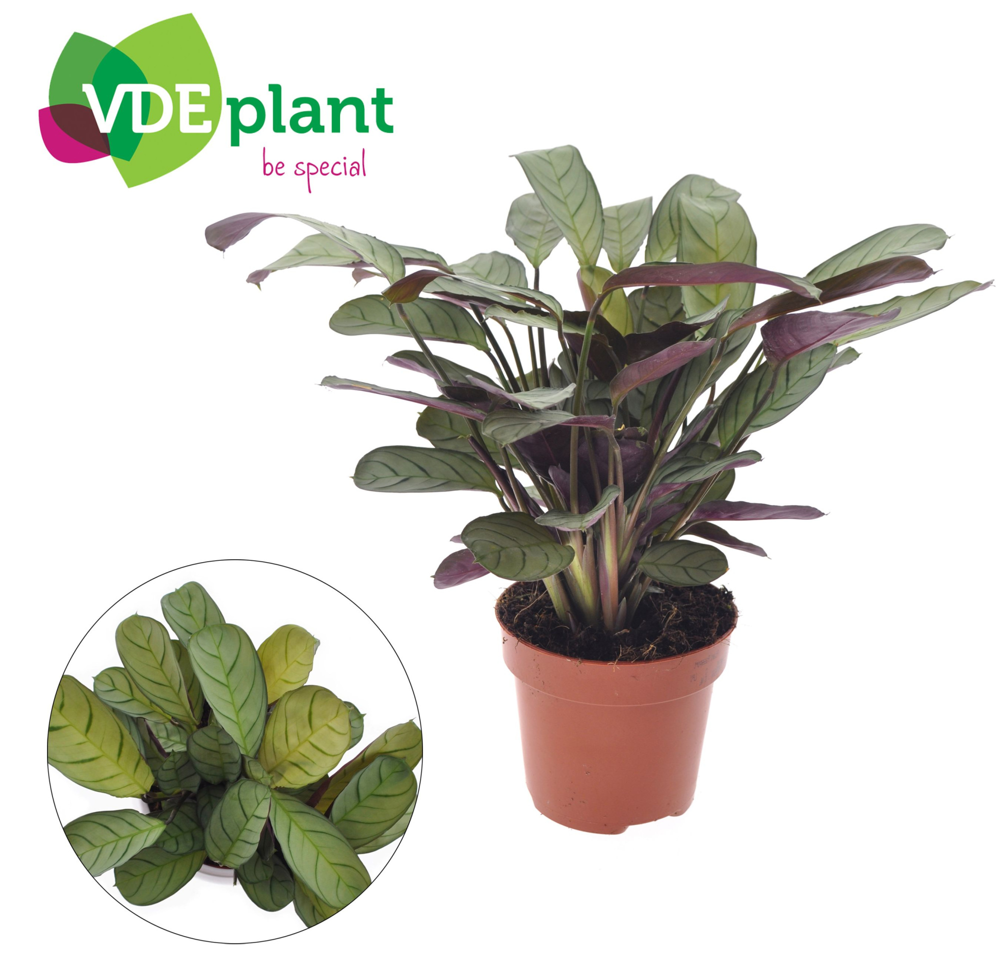 Ctenanthe Amagris, D 12 cm