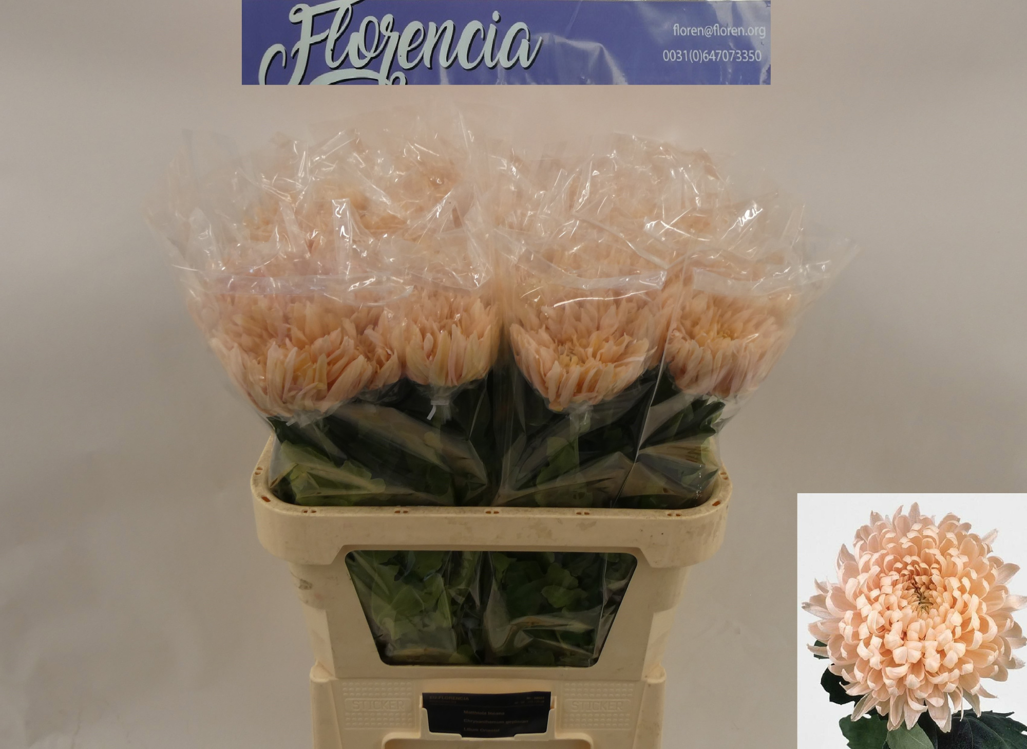 Хризантема од. Авиньон 80, шт.