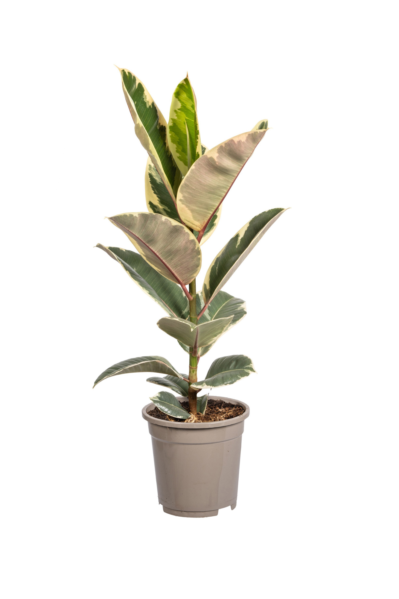 Ficus elastica Tineke T17, D 17