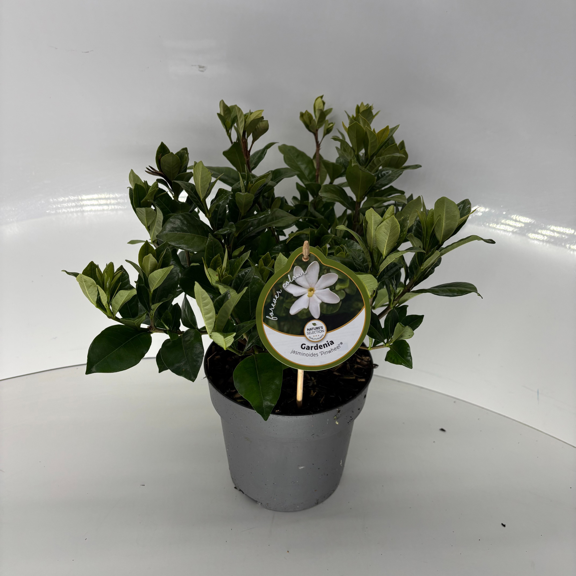 Gardenia jasminoides Pinwheel, D 17