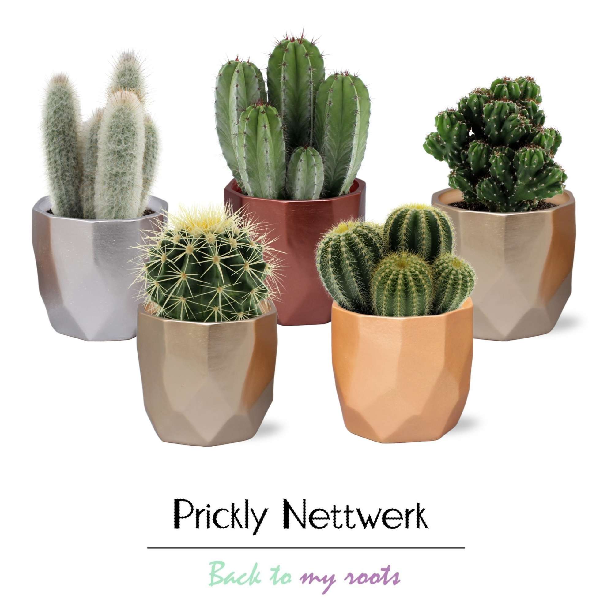 Cactus 12 cm in metallic Vlakken pot, D 13
