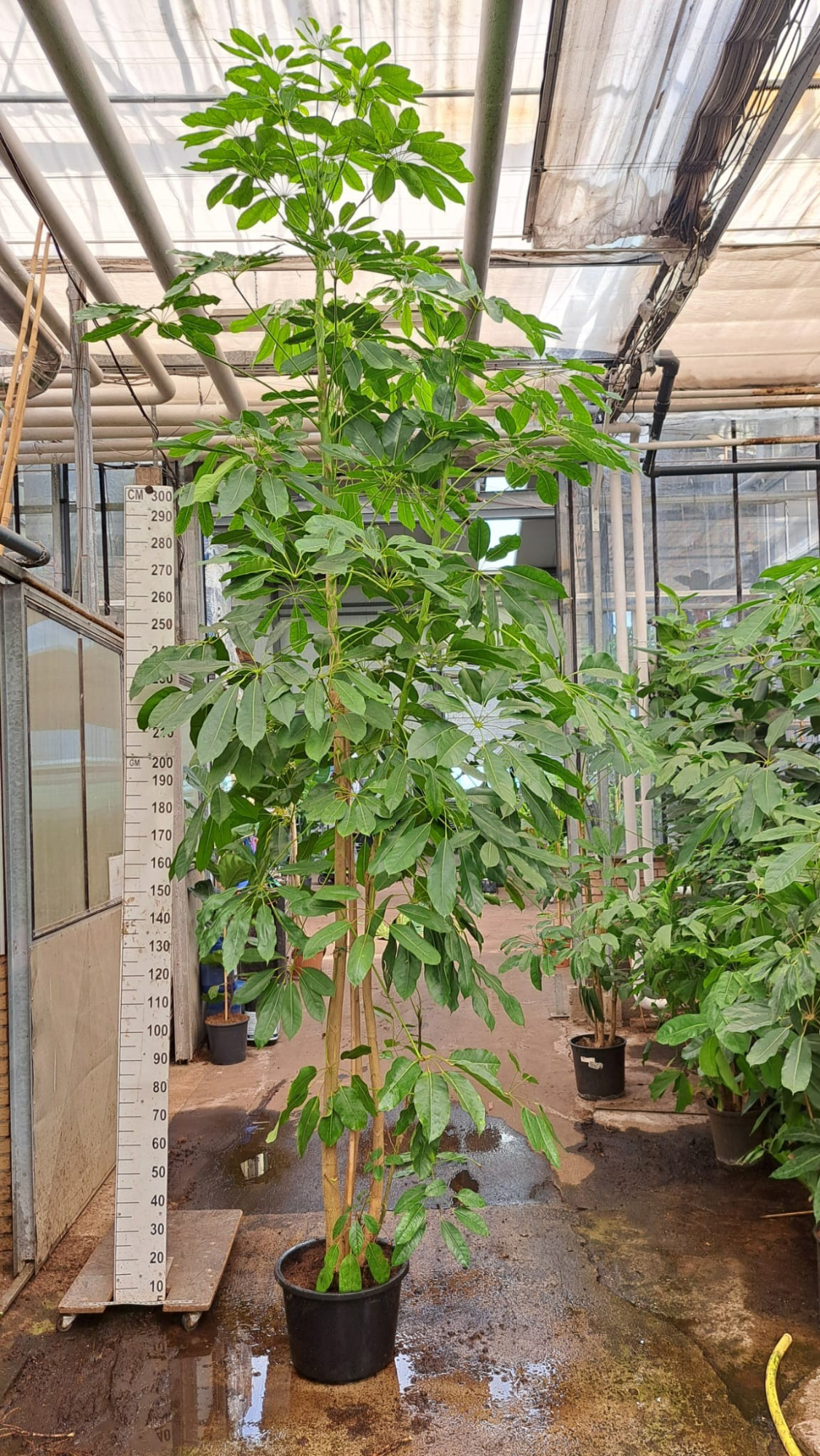 Schefflera Amate XXXL 400, D 45