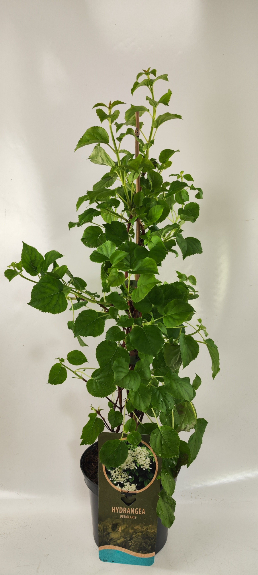 Hydrangea petiolaris, D 19 cm