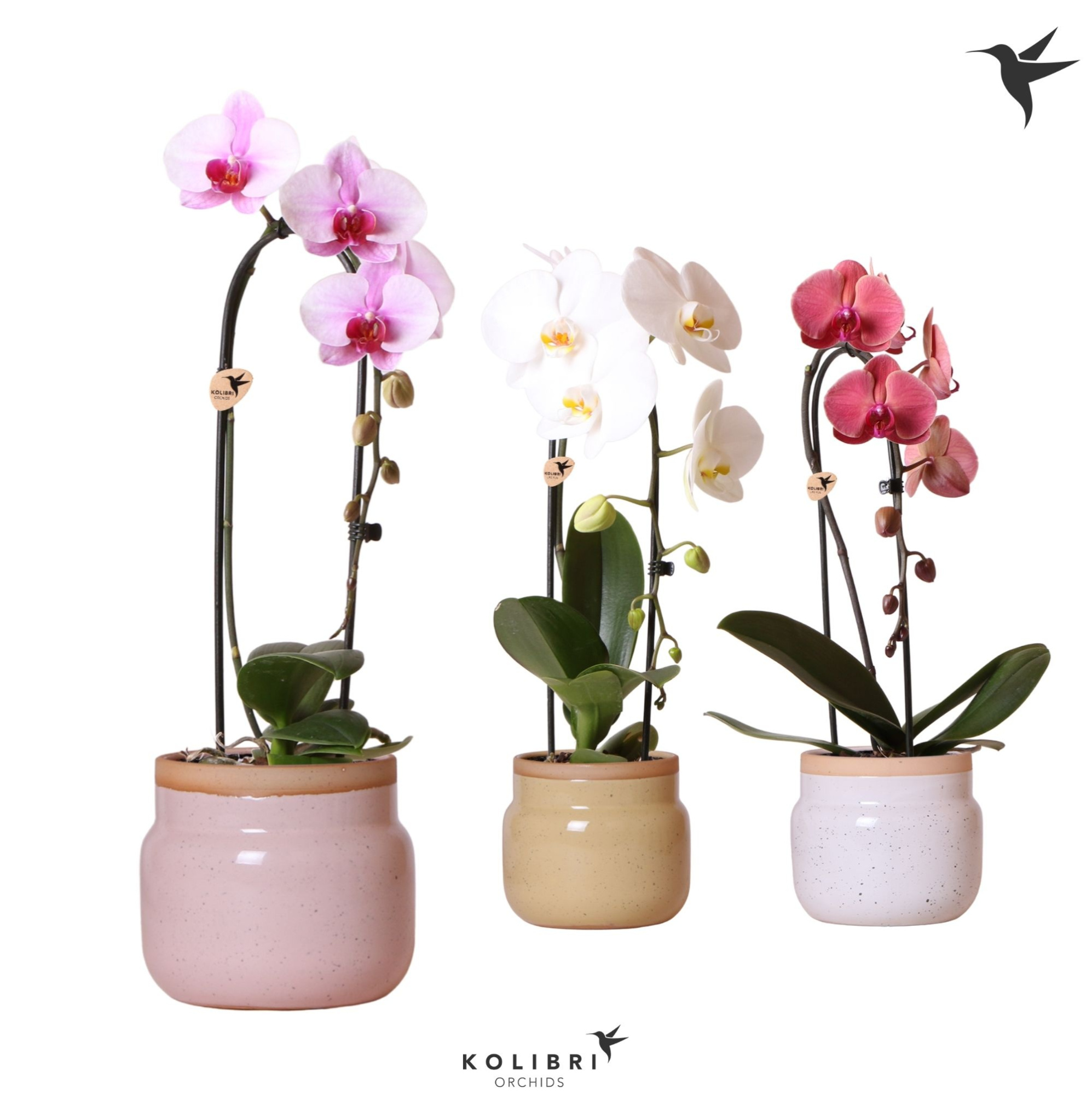 Kolibri Orchids Cascade Niagara Fall mix 1 spike in Vintage Bowl pot mix, D 12 cm