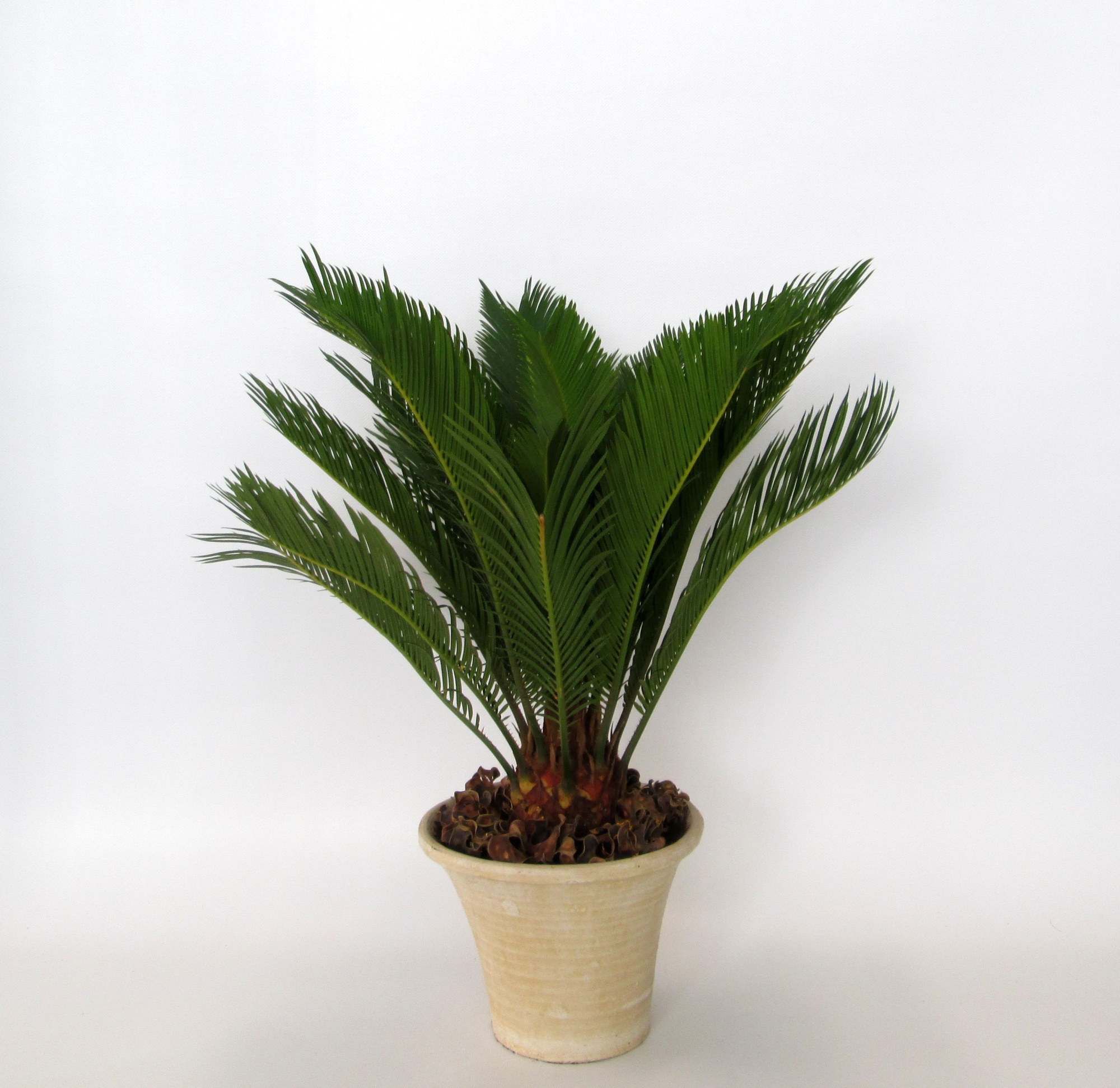 Cycas in hosta small creme, D 19 cm